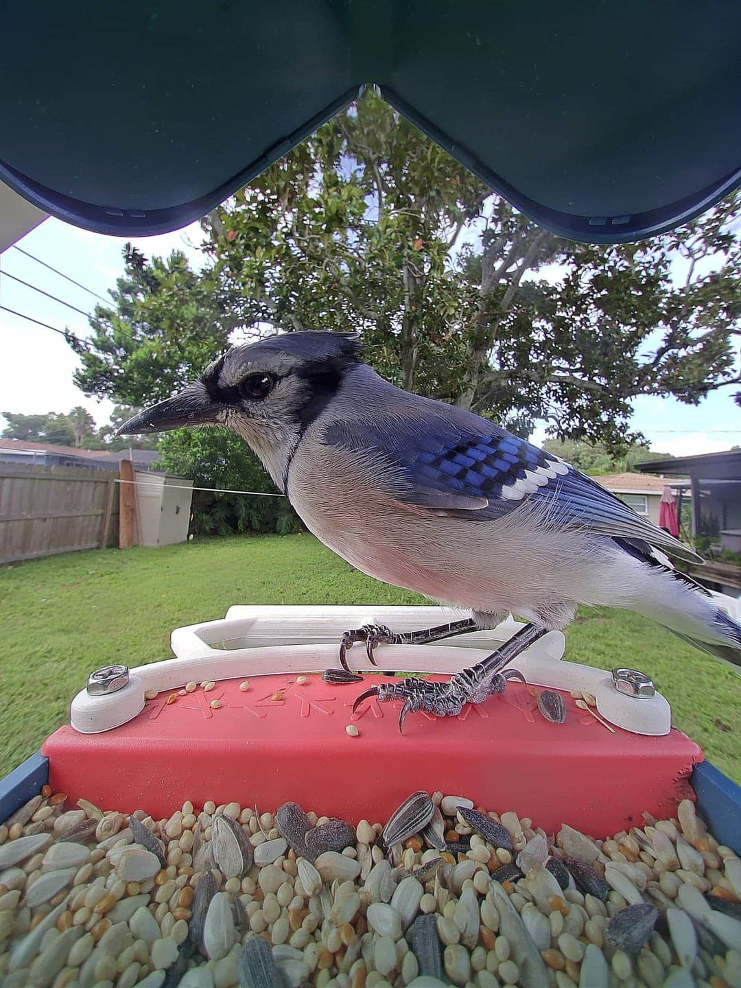 Blue Jay