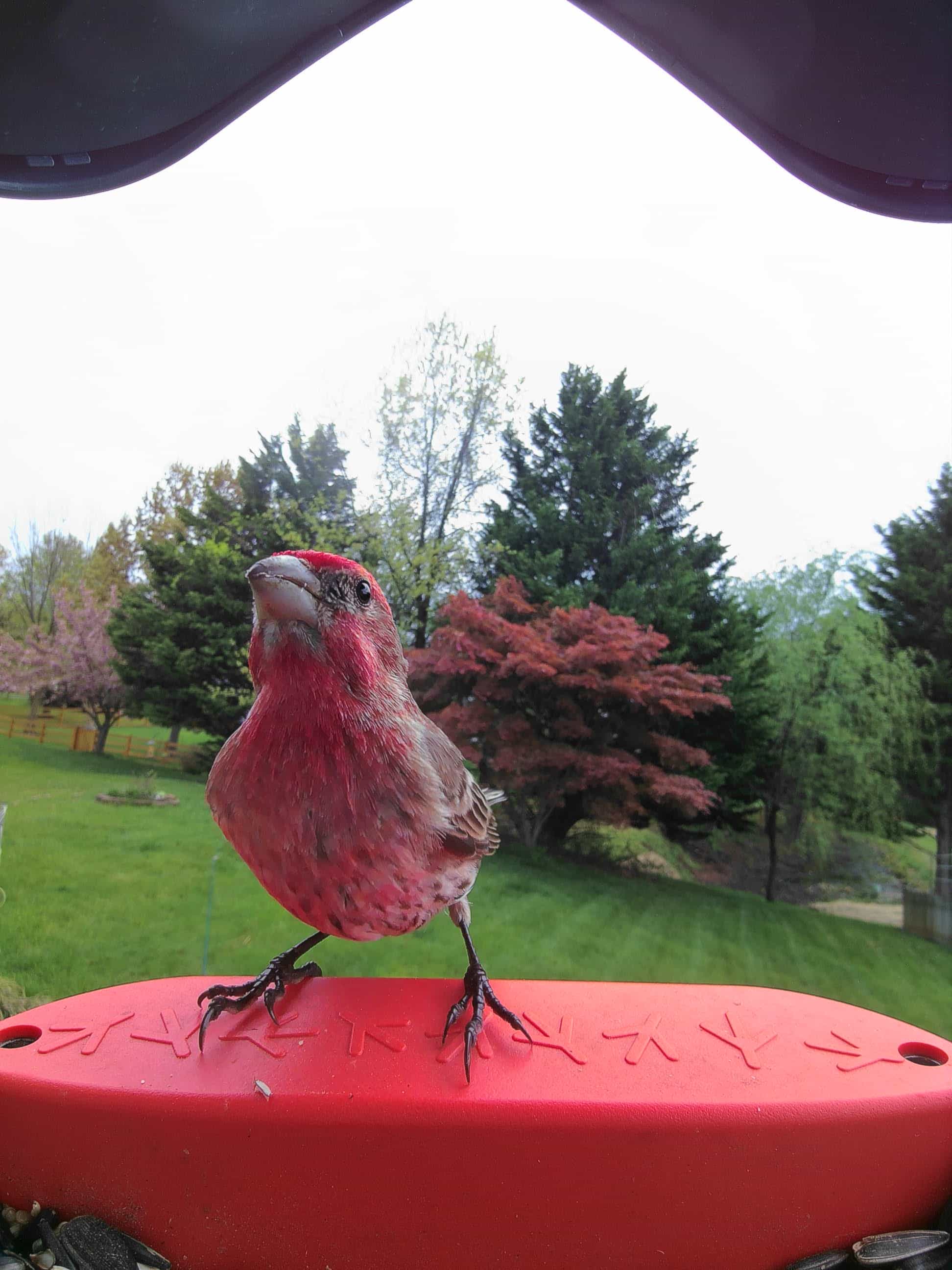Fontana on a feeder