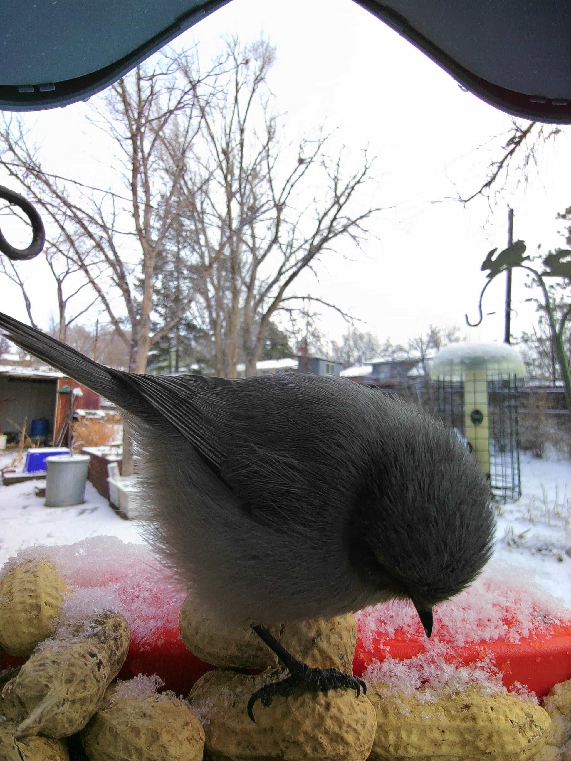 New Braunfels on a feeder