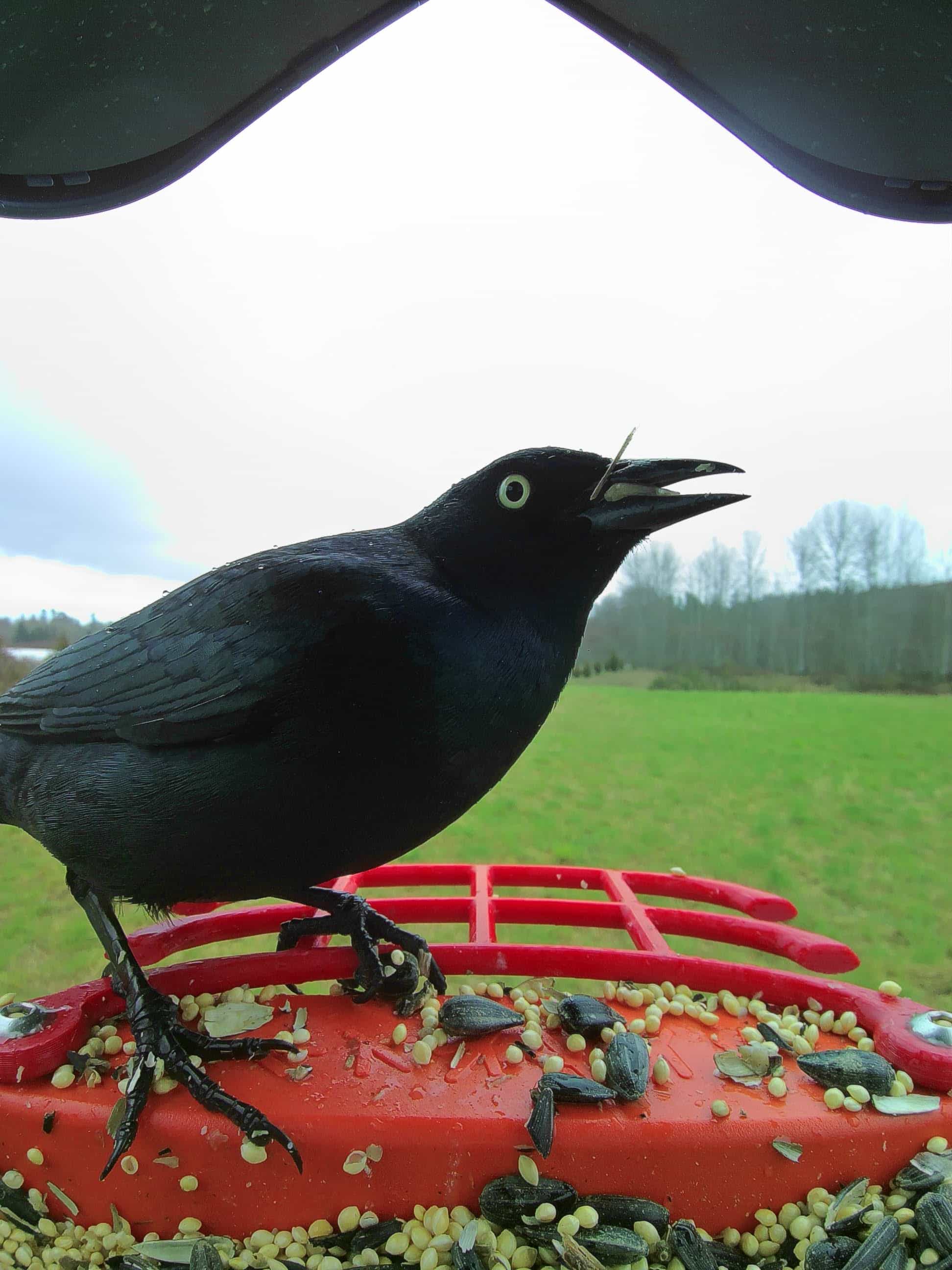 Garland on a feeder