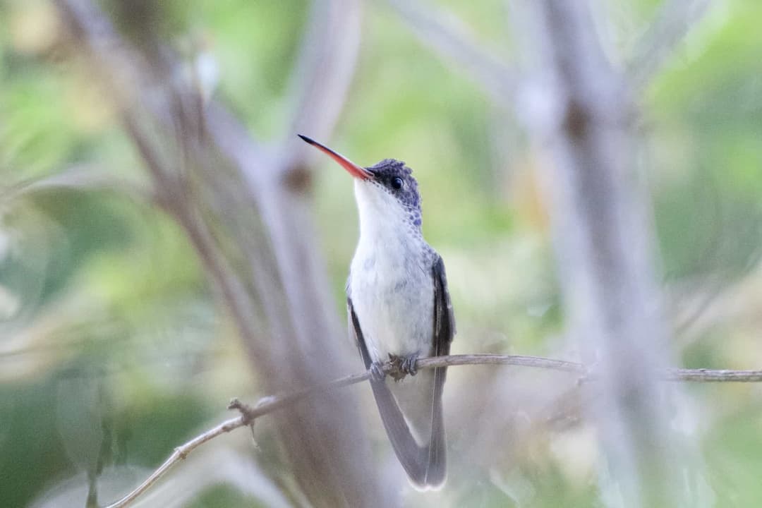 Violet-Crowned Hummingbird
