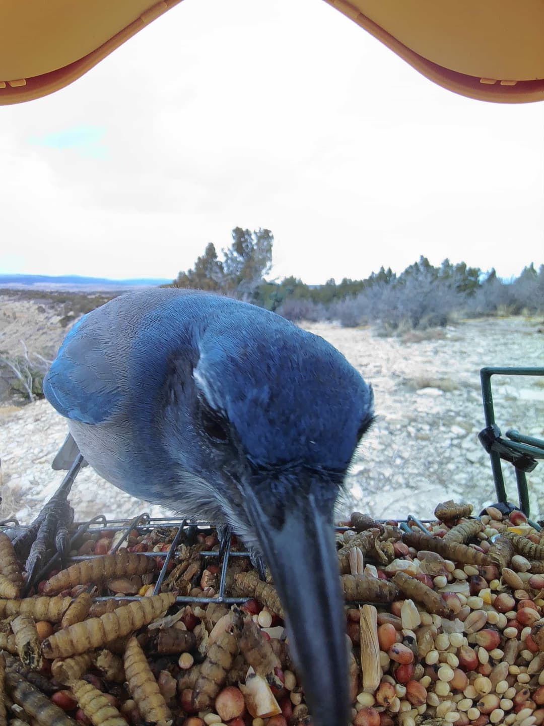 Pinyon Jay