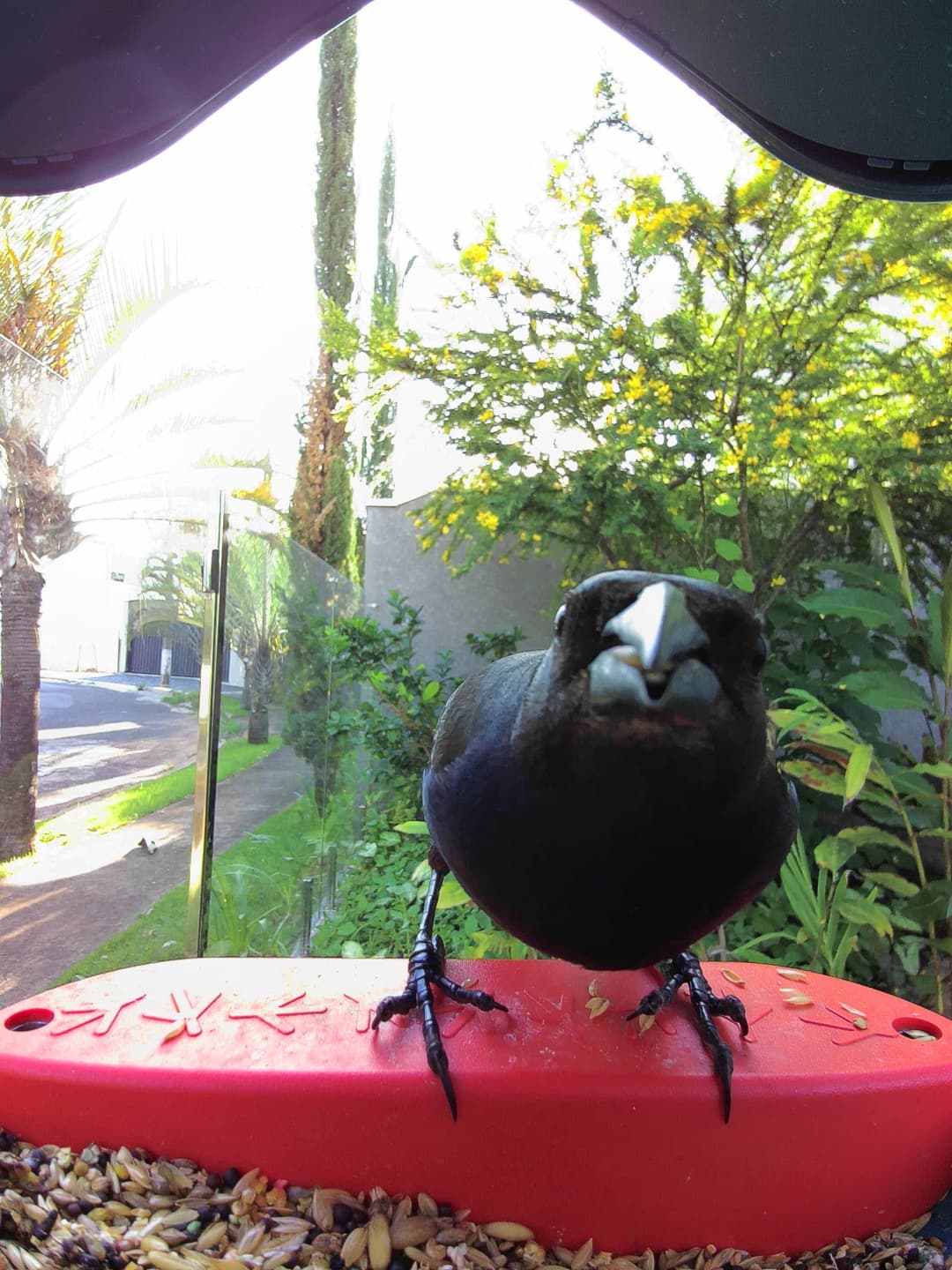 Shiny Cowbird
