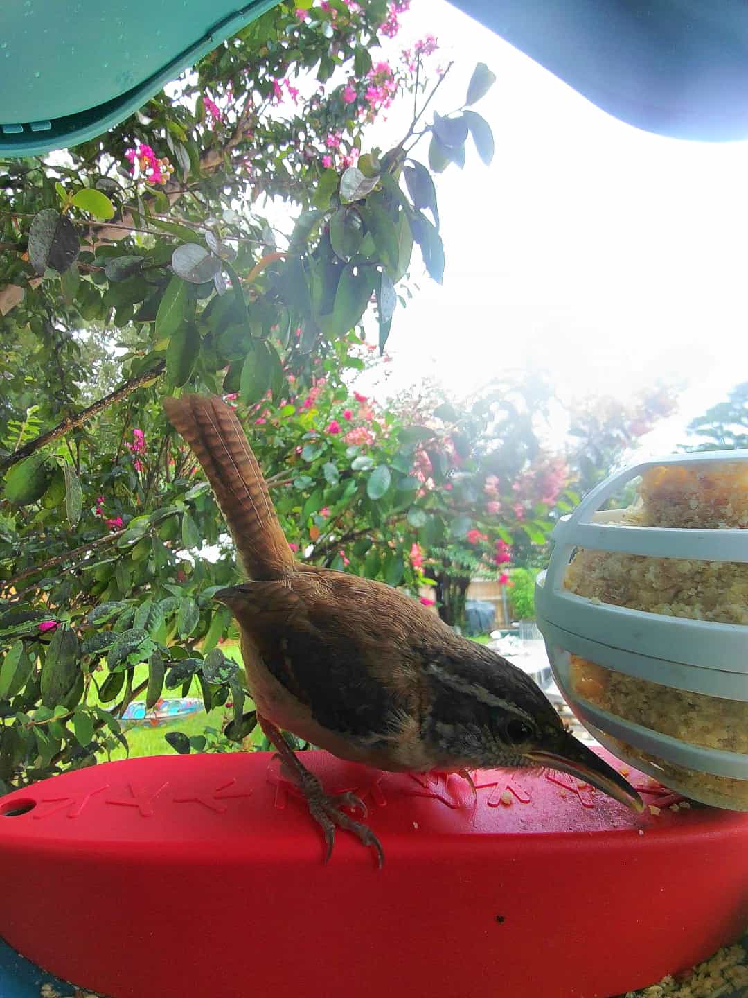 Carolina Wren