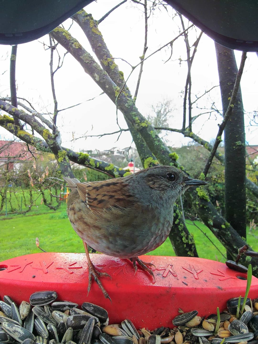 Dunnock