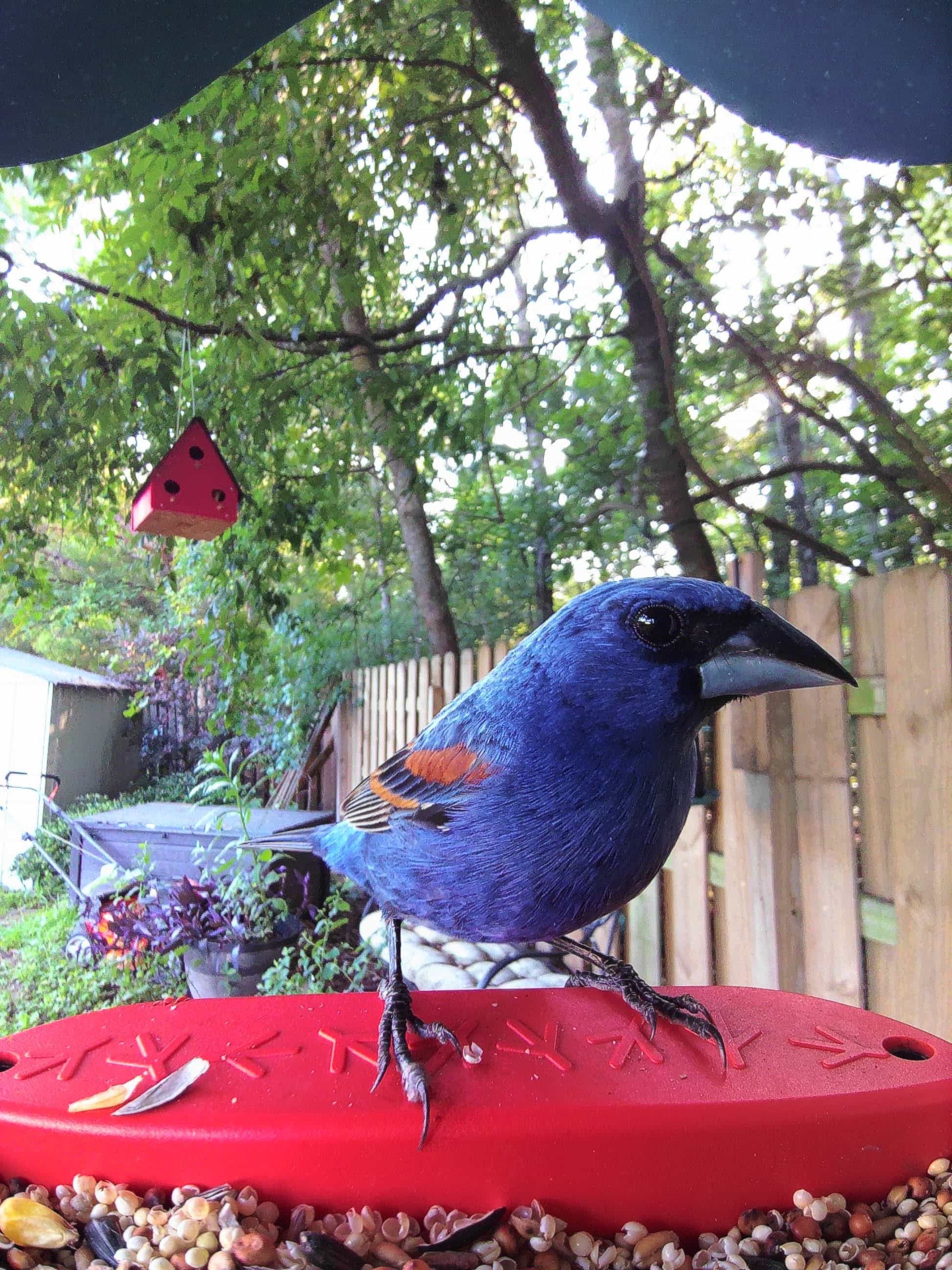 Fontana on a feeder