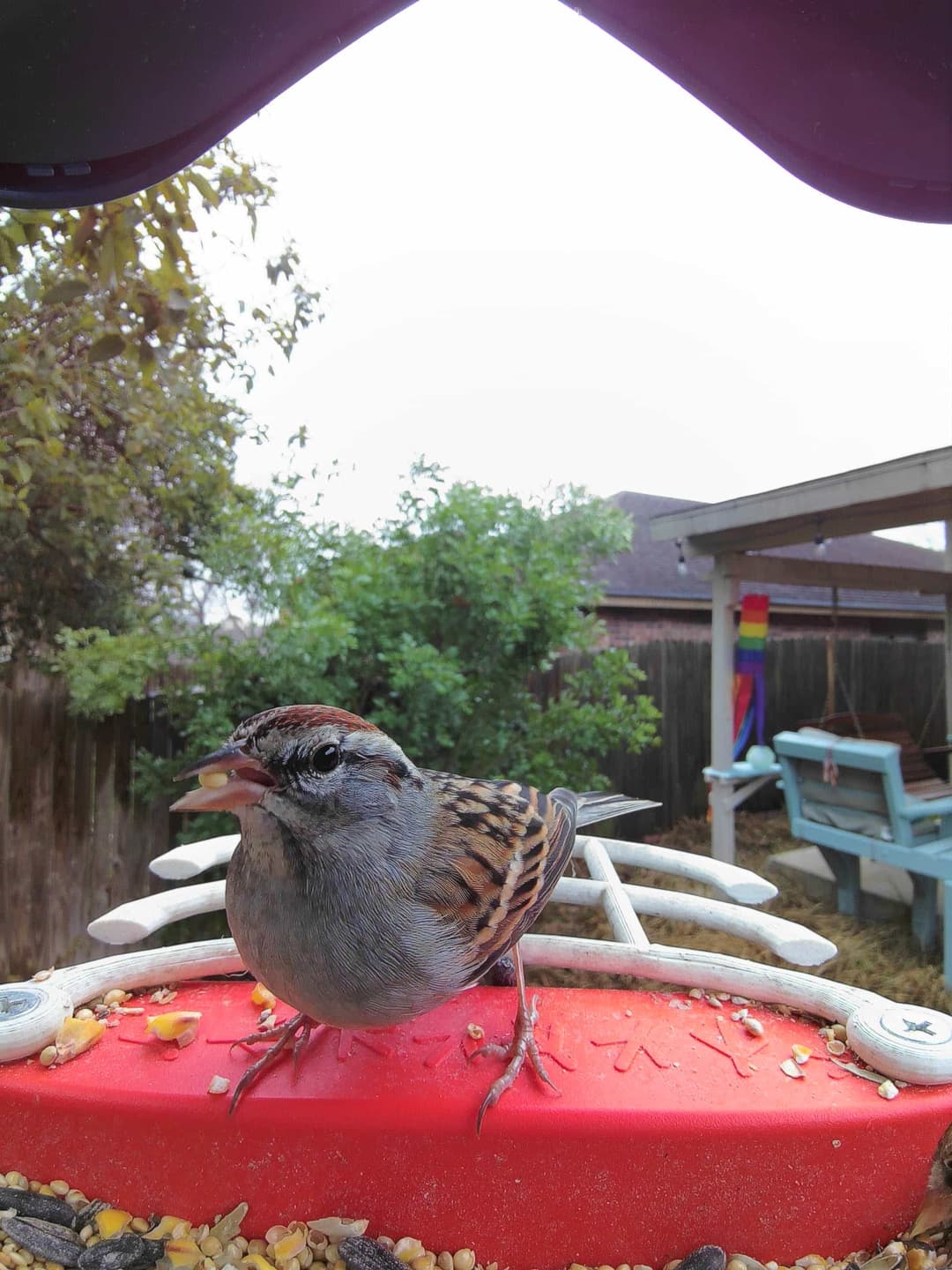 Rufous-Crowned Sparrow