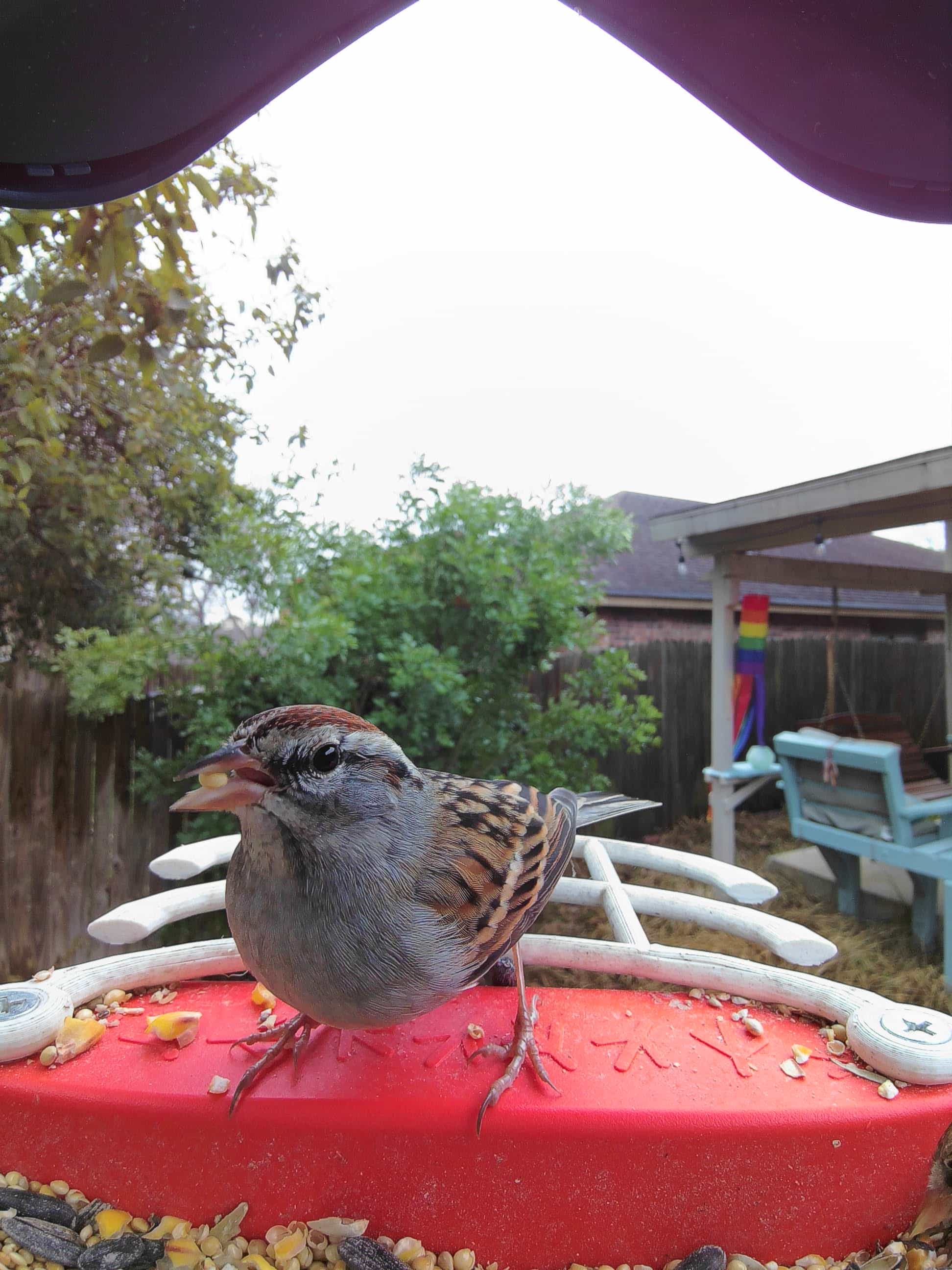Garland on a feeder