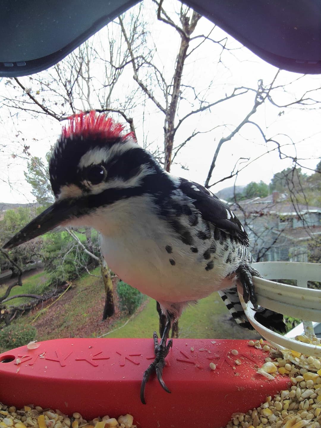 Nuttall’s Woodpecker