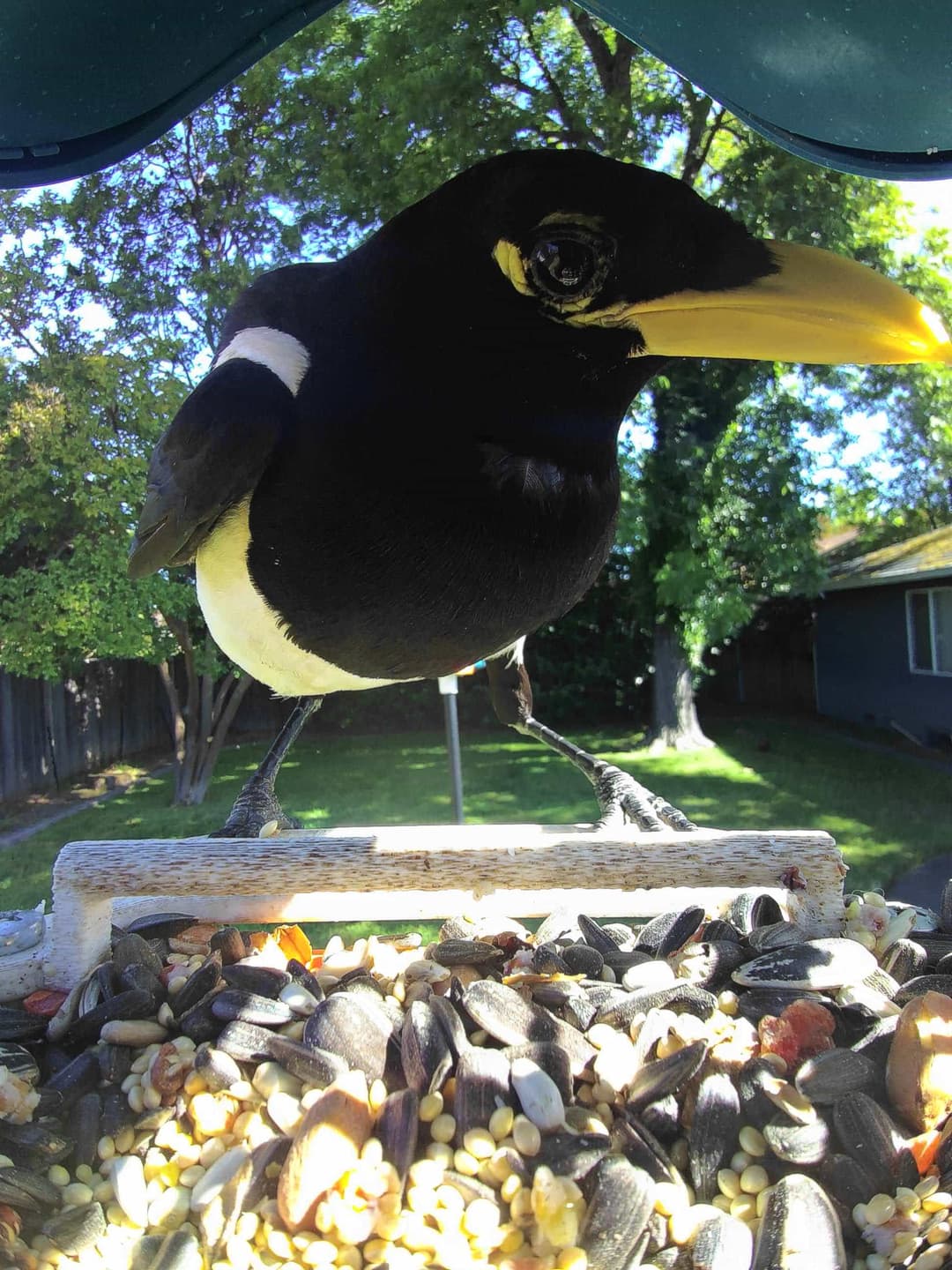Yellow-Billed Magpie