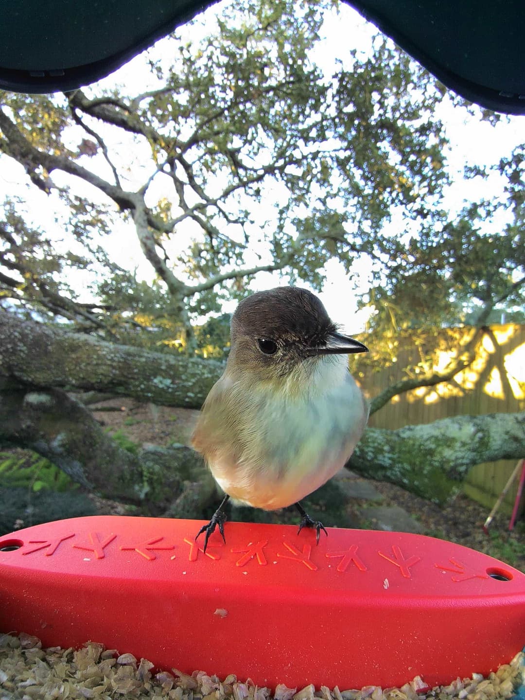 Eastern Phoebe