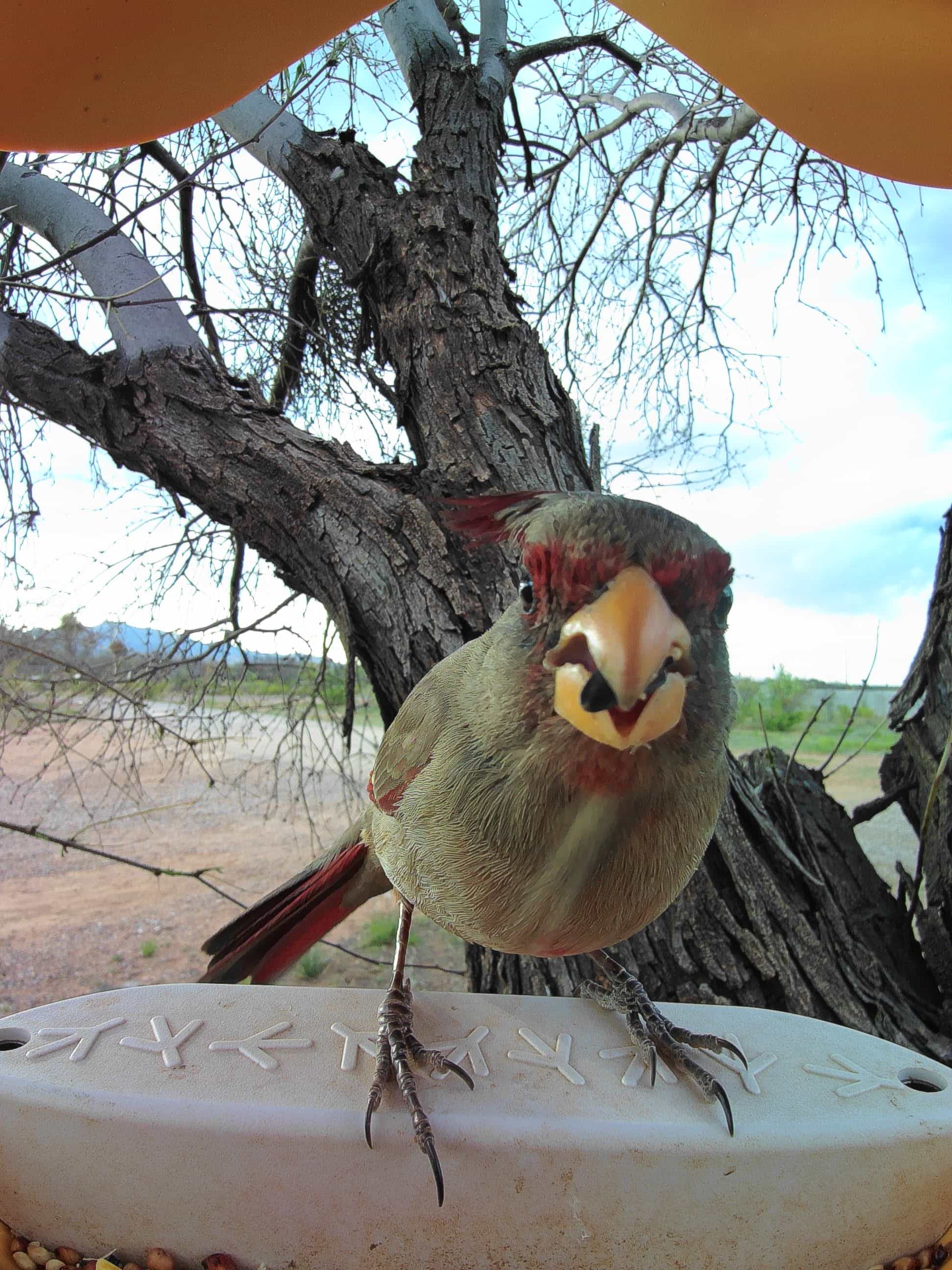 Abilene on a feeder