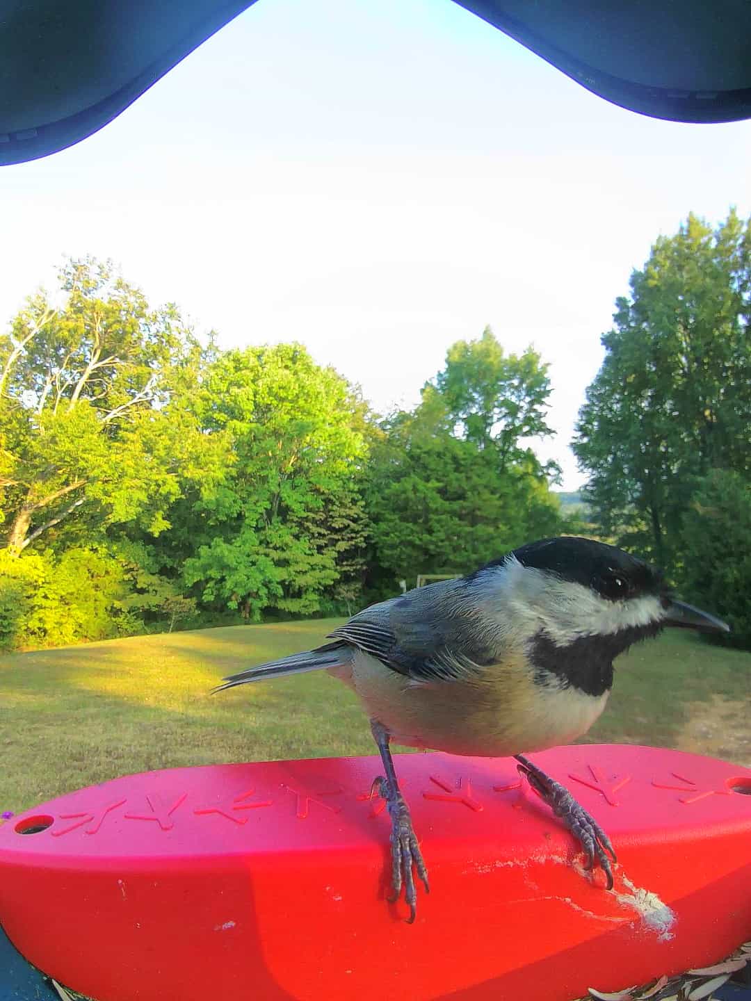 Carolina Chickadee