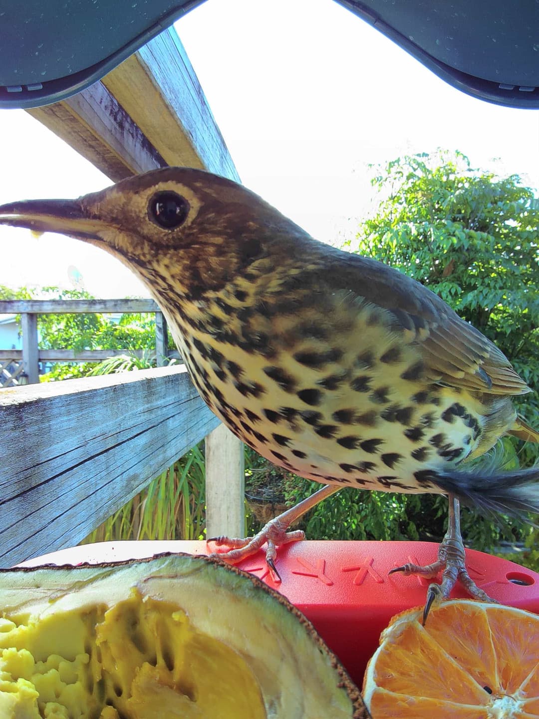 Song Thrush
