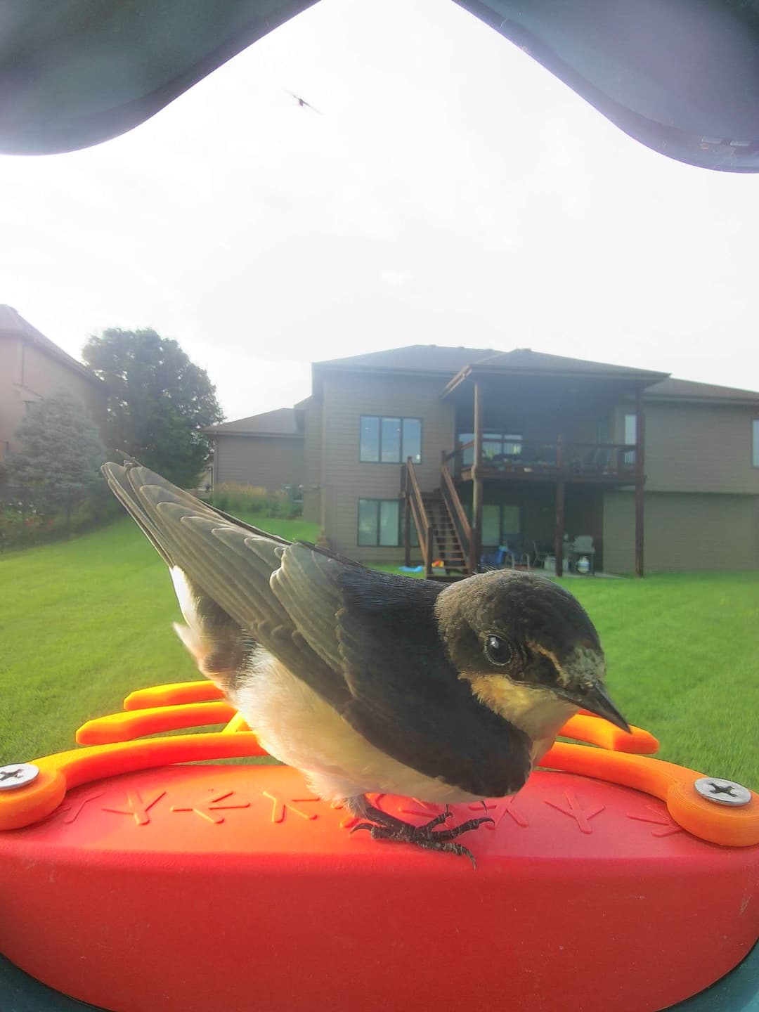 Barn Swallow