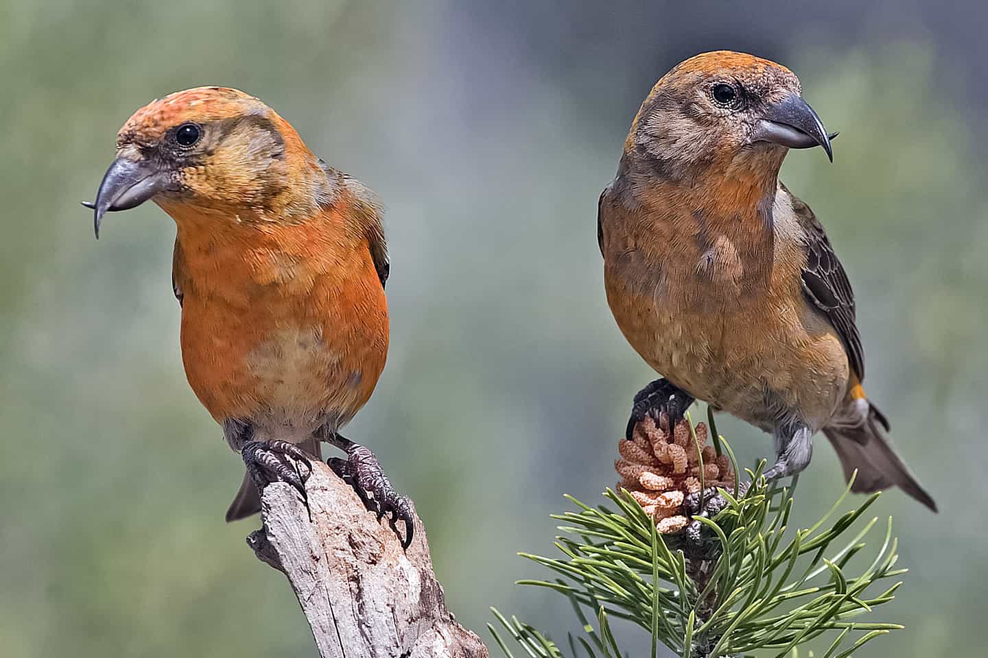 Fishers on a feeder