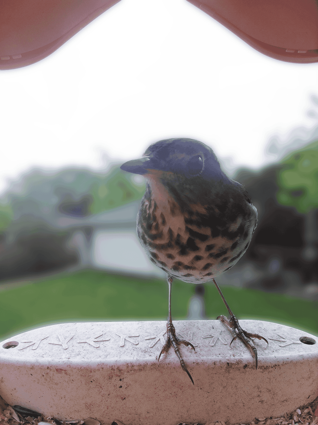 Swainson's Thrush