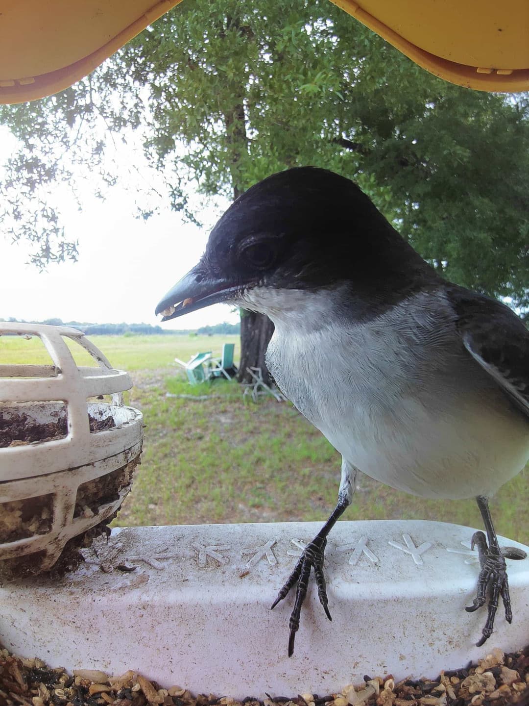 Eastern Kingbird