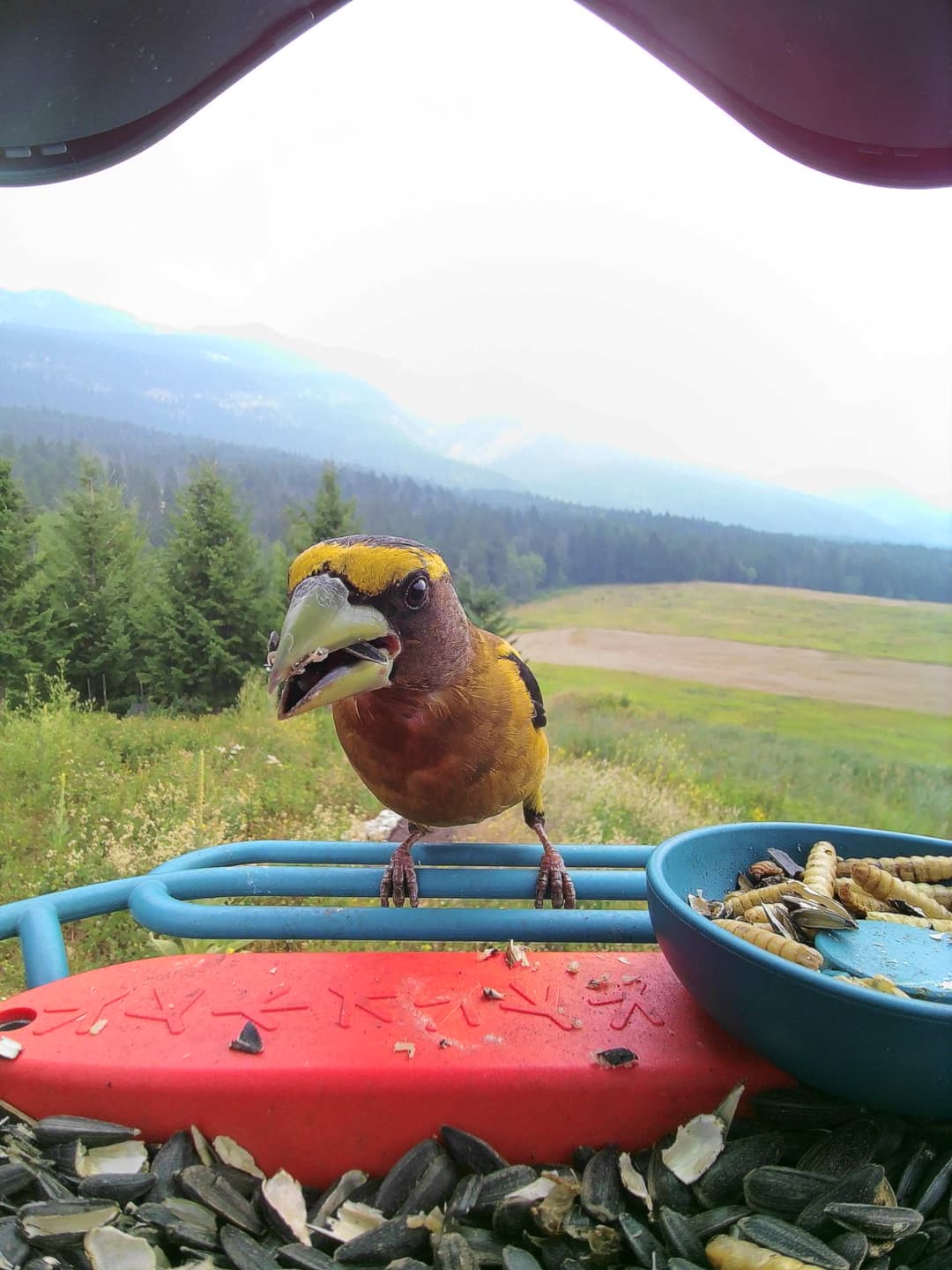 Evening Grosbeak