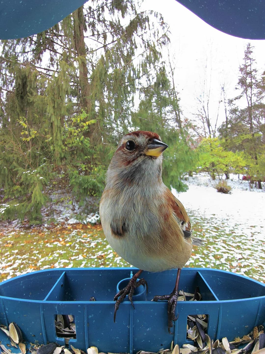 American Tree Sparrow