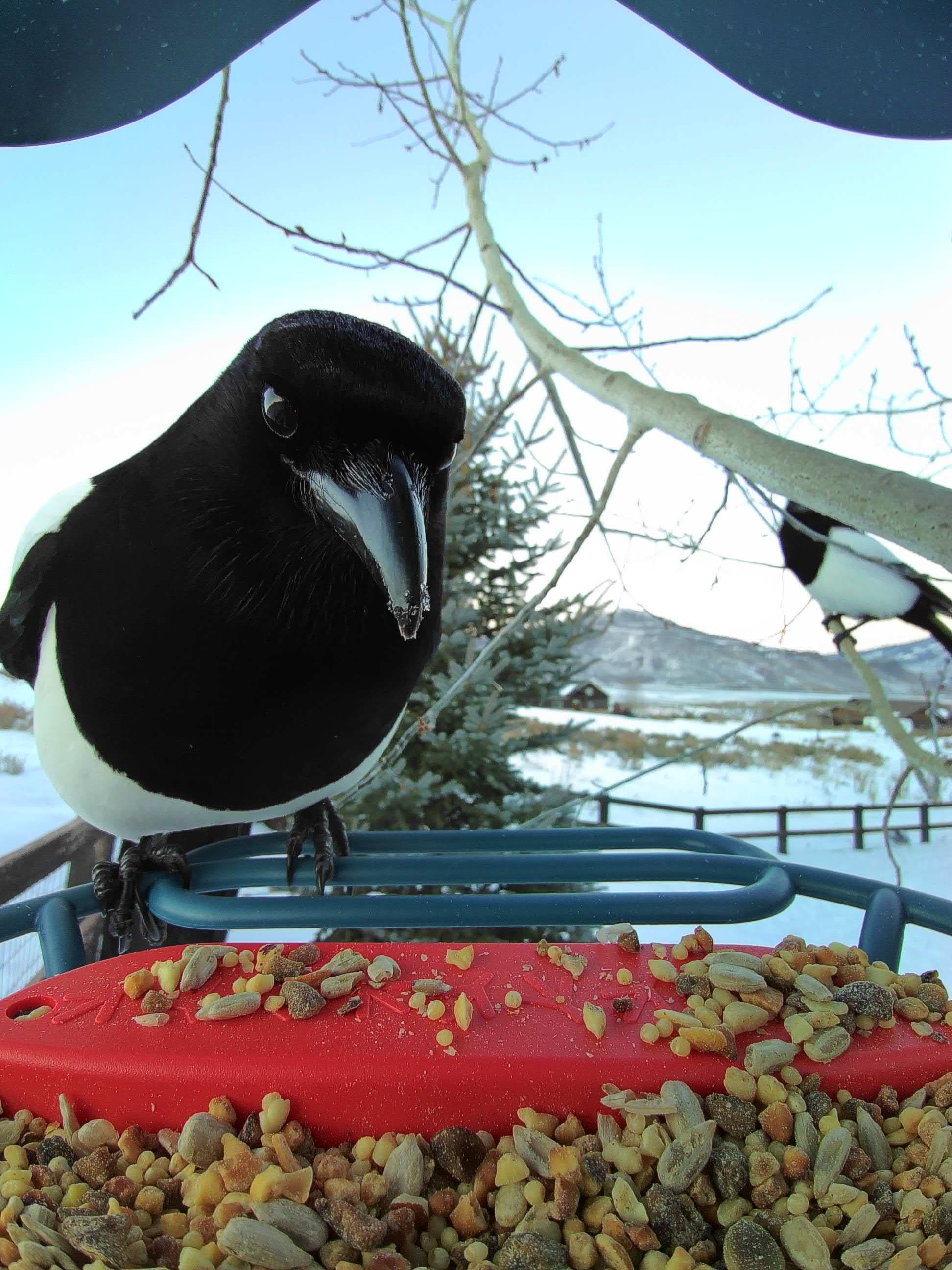 Billings on a feeder