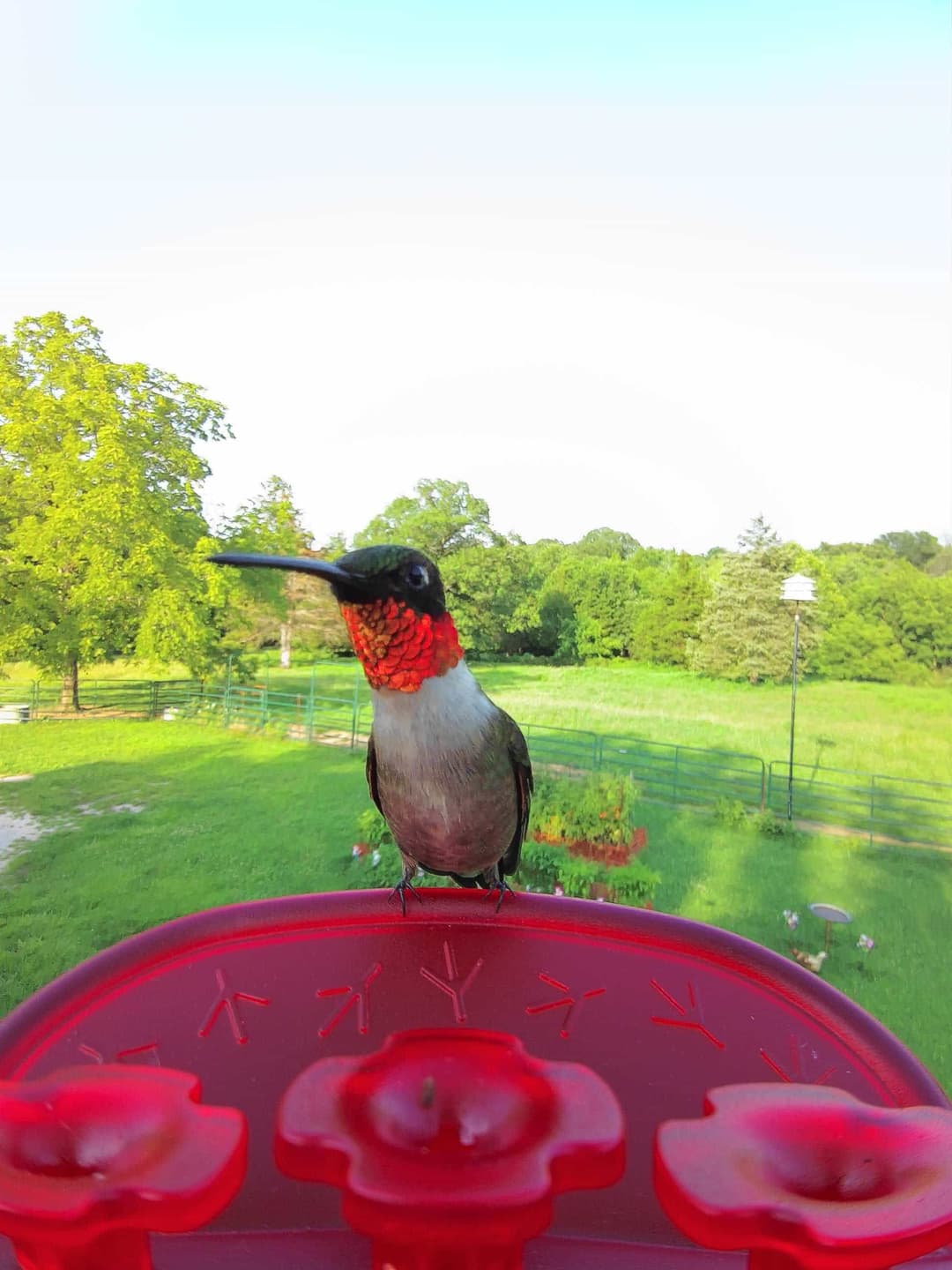 Ruby-Throated Hummingbird