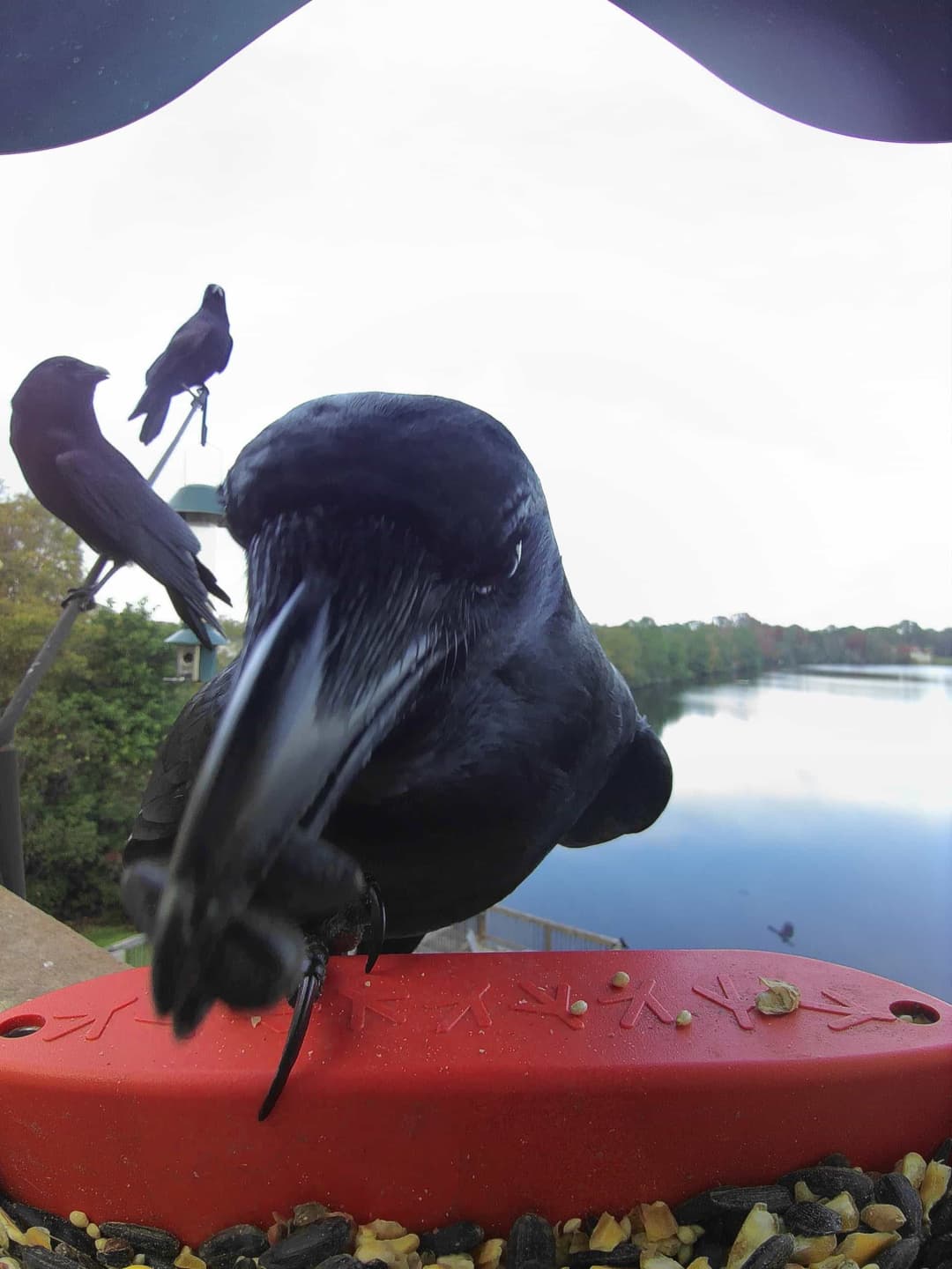 Fish Crow