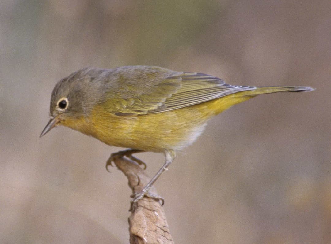 Nashville Warbler
