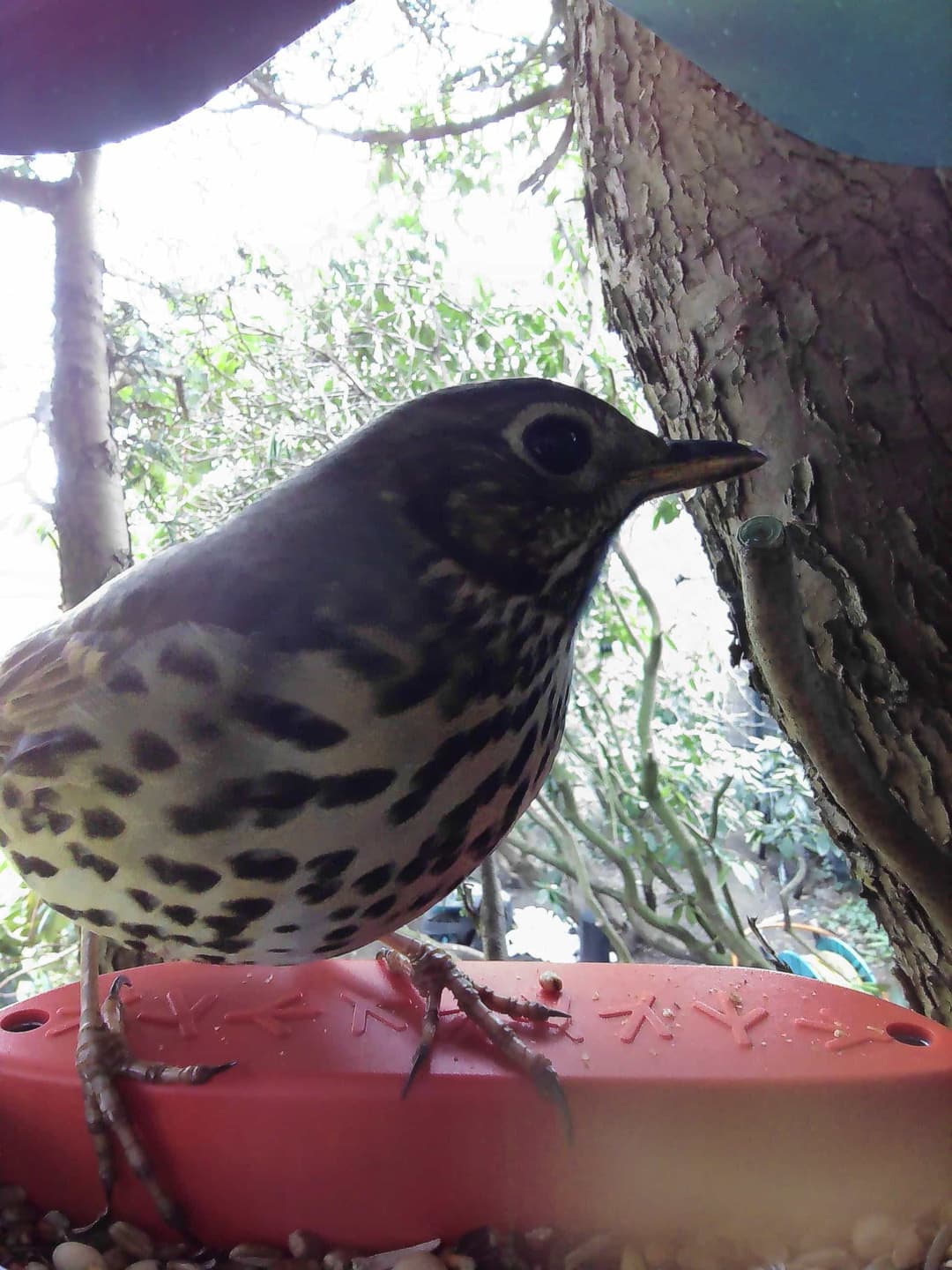 Mistle Thrush