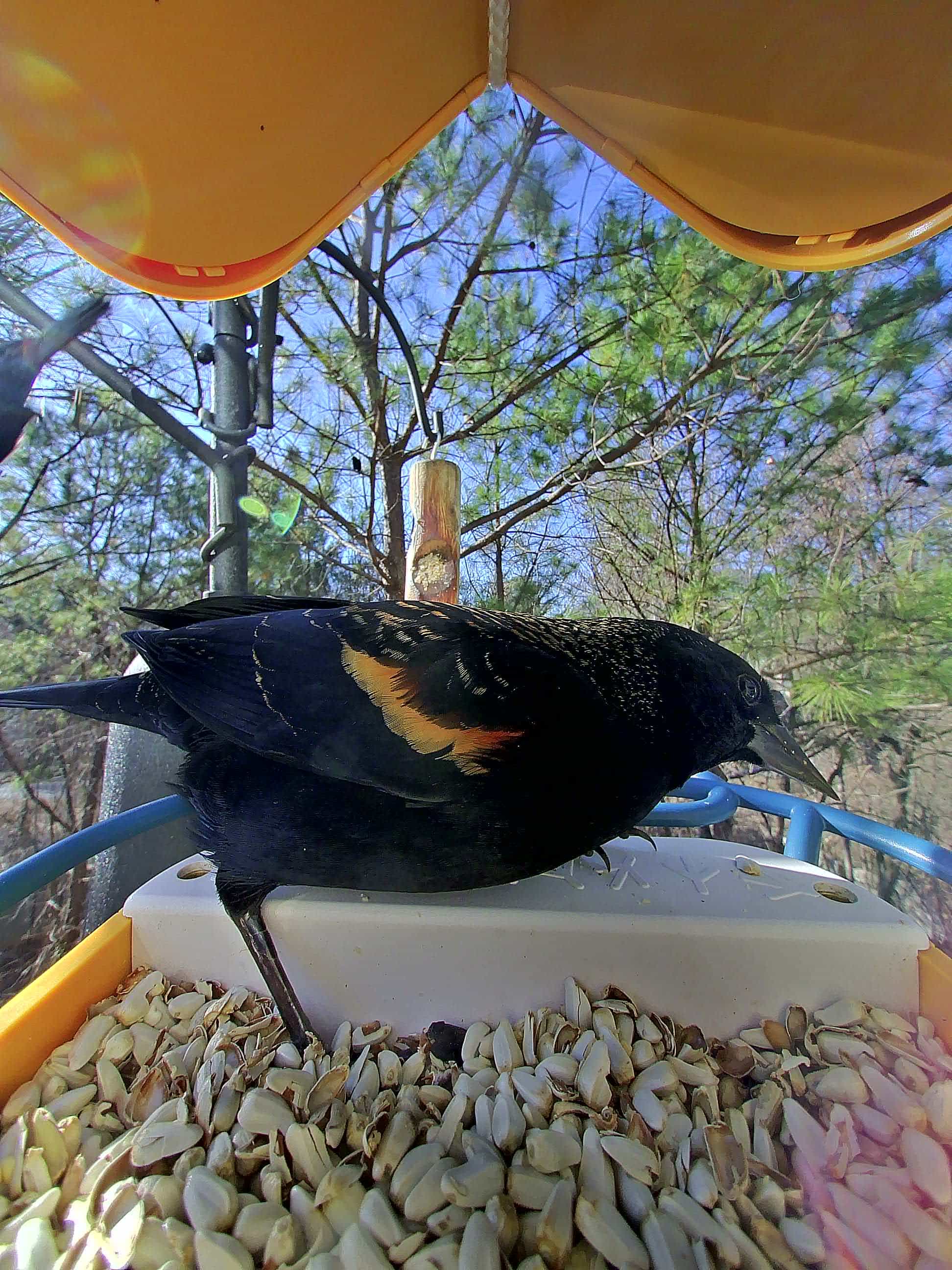 Naperville on a feeder