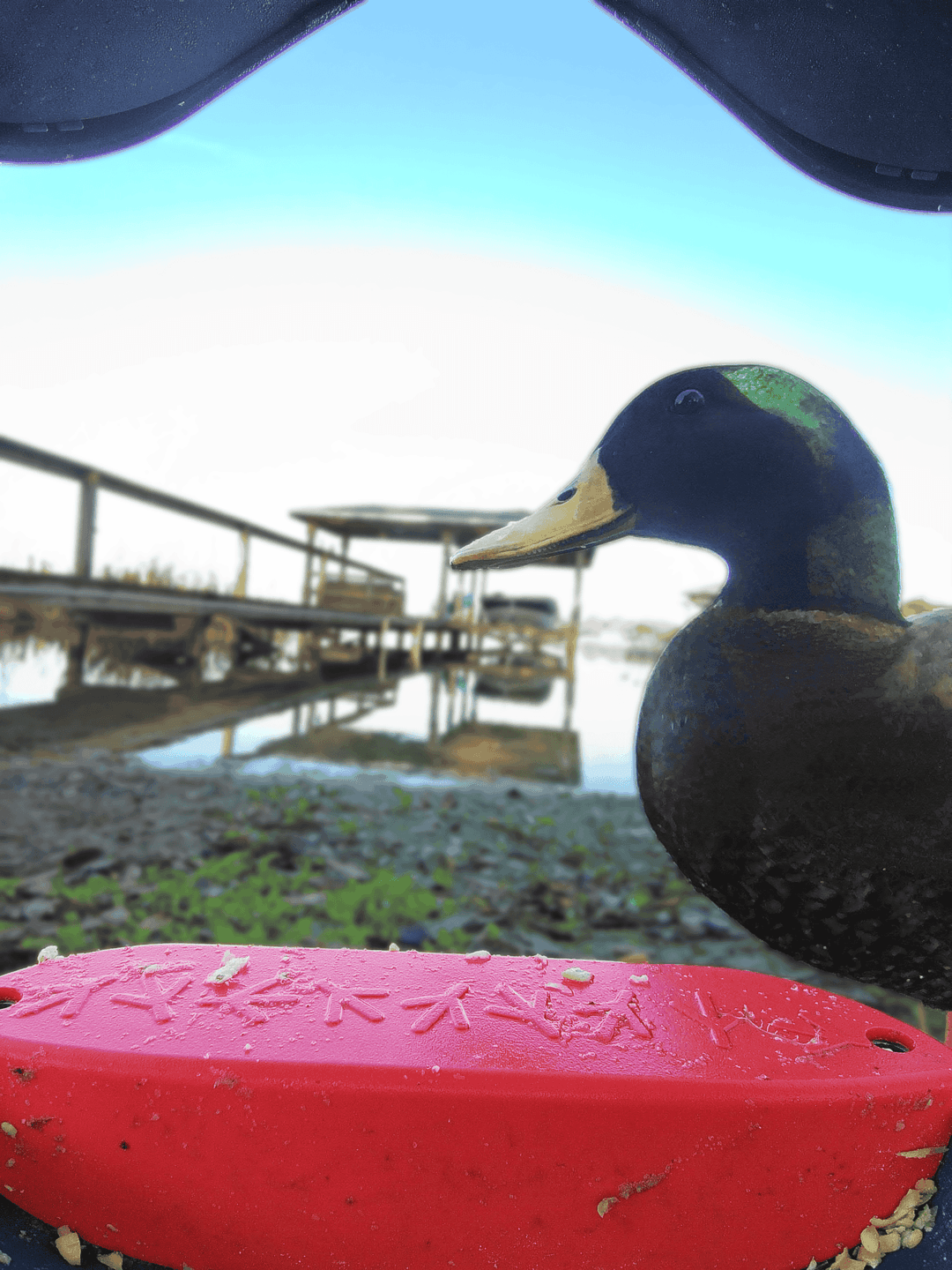 Mallard