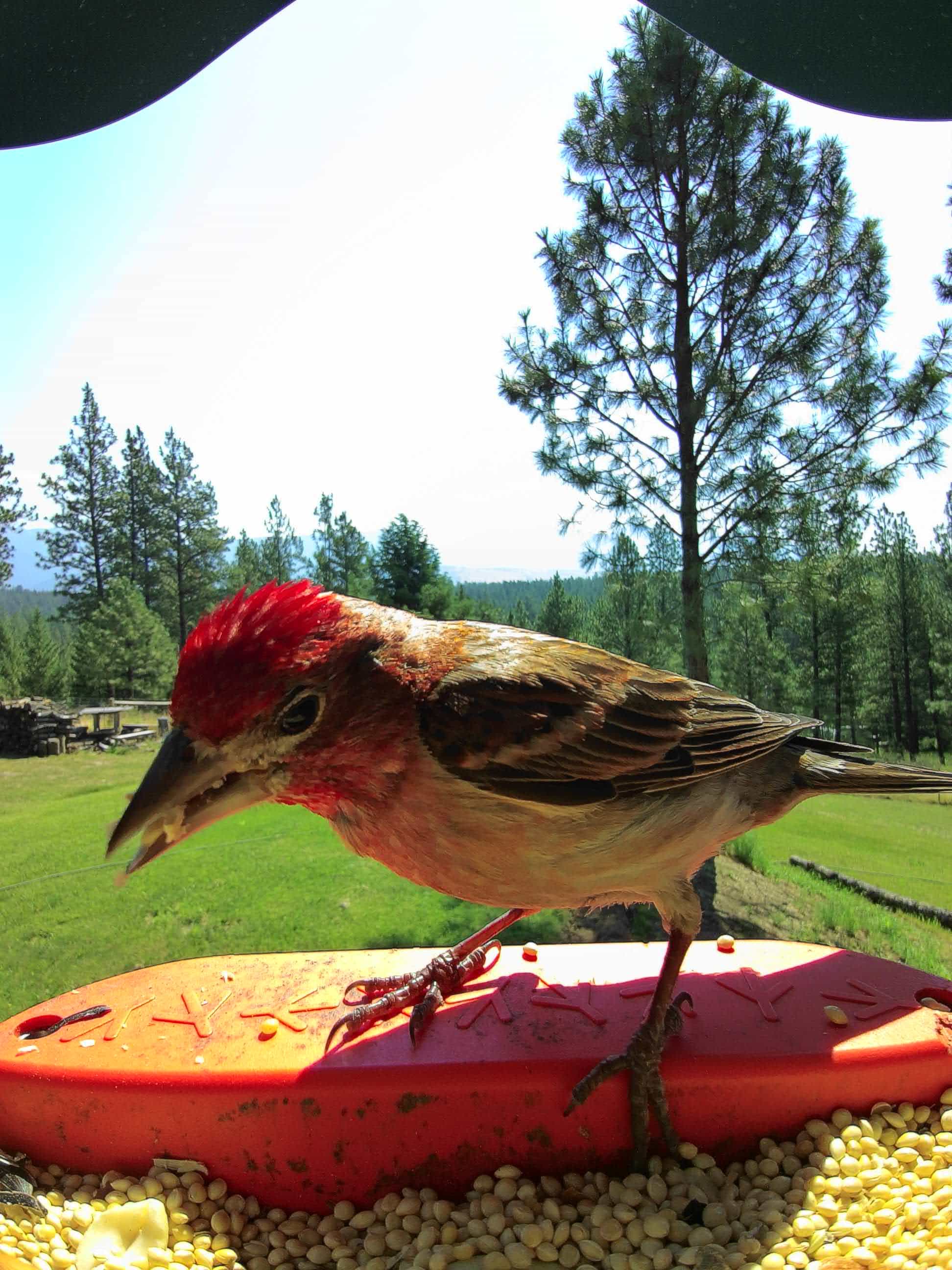 Billings on a feeder