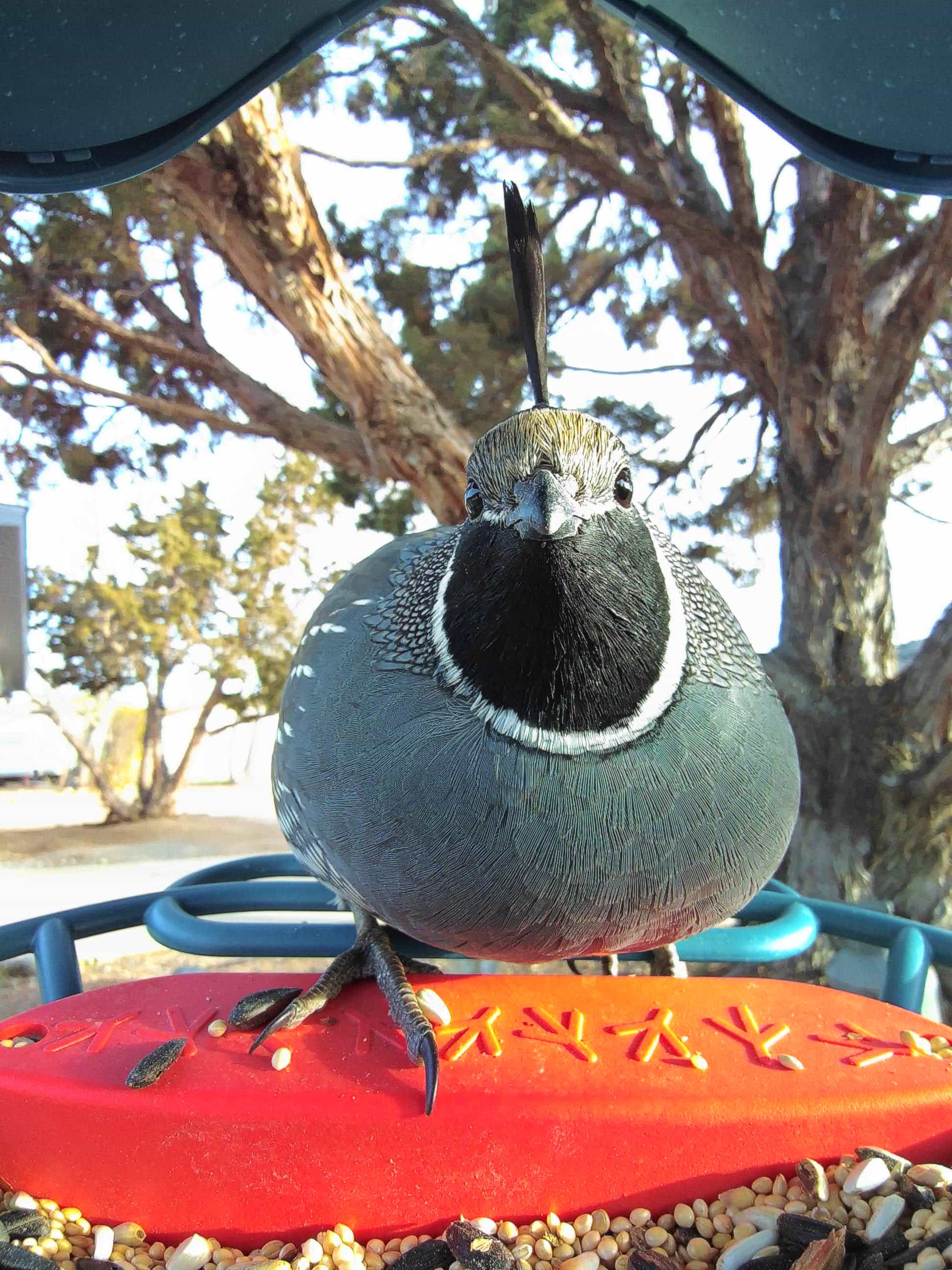 Fontana on a feeder