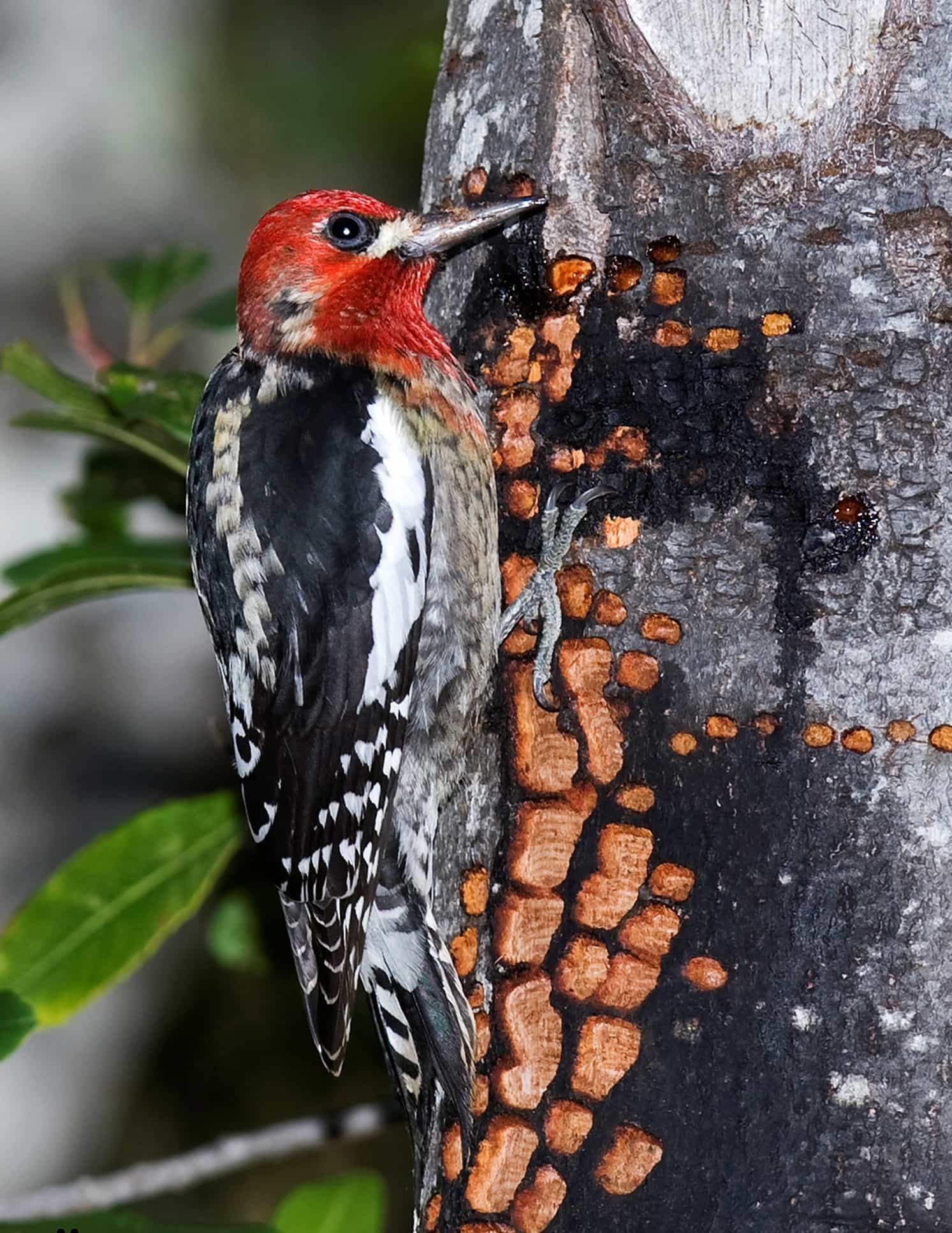Thousand Oaks on a feeder