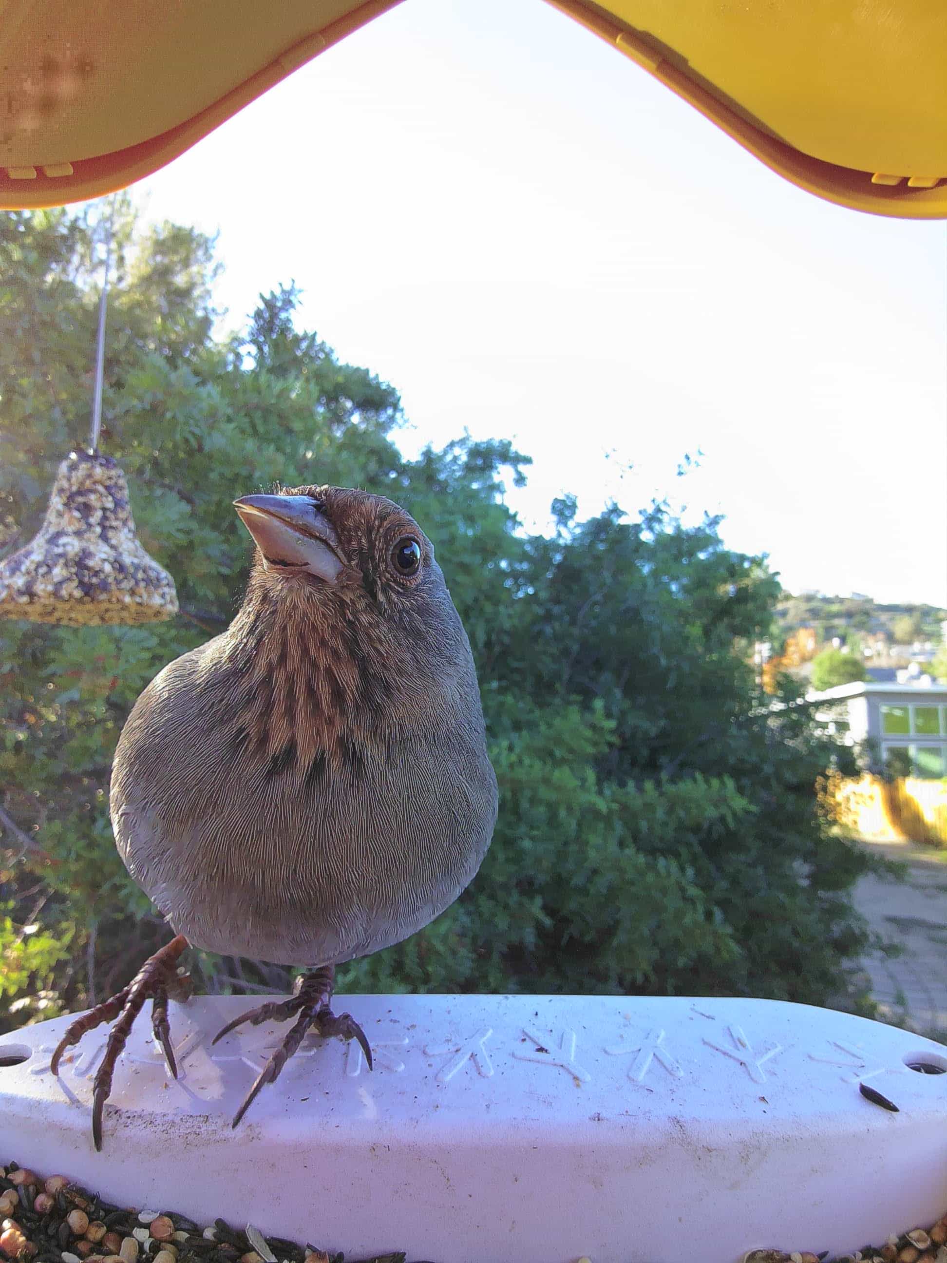 Fontana on a feeder