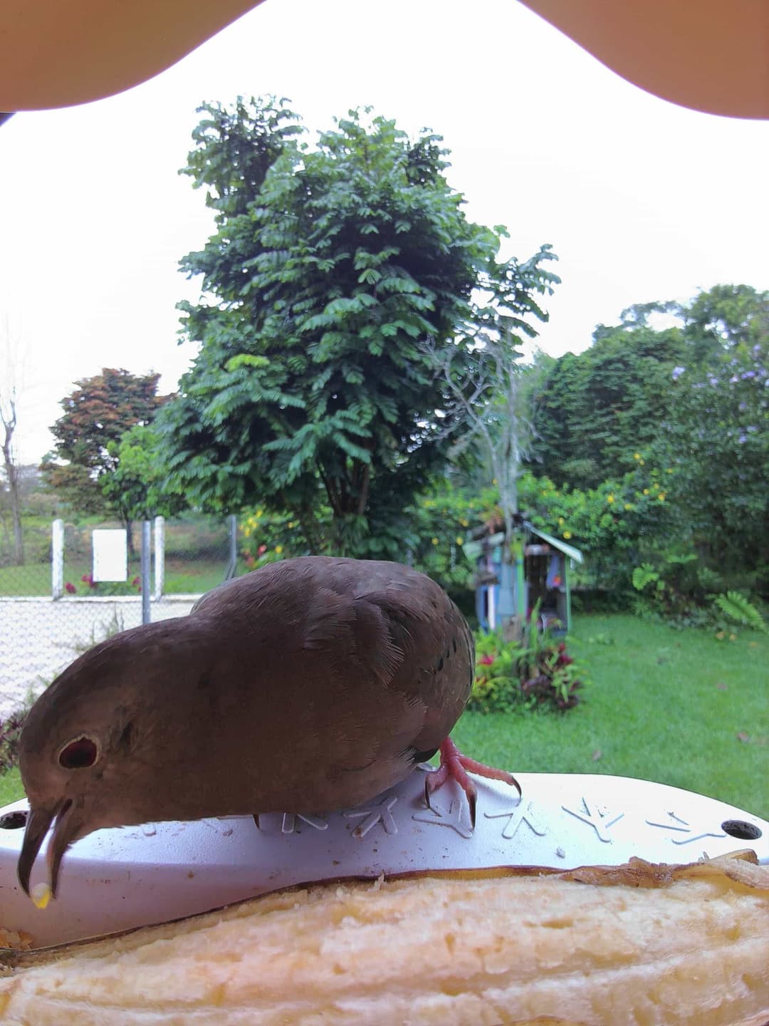 Plain-Breasted Ground Dove