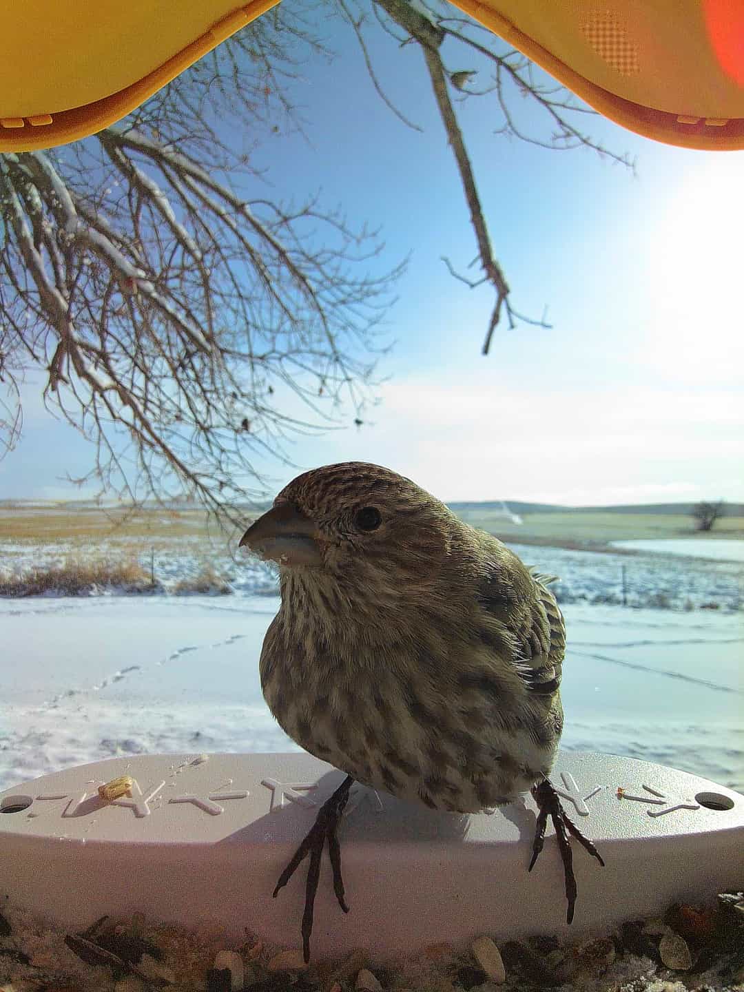 Fontana on a feeder