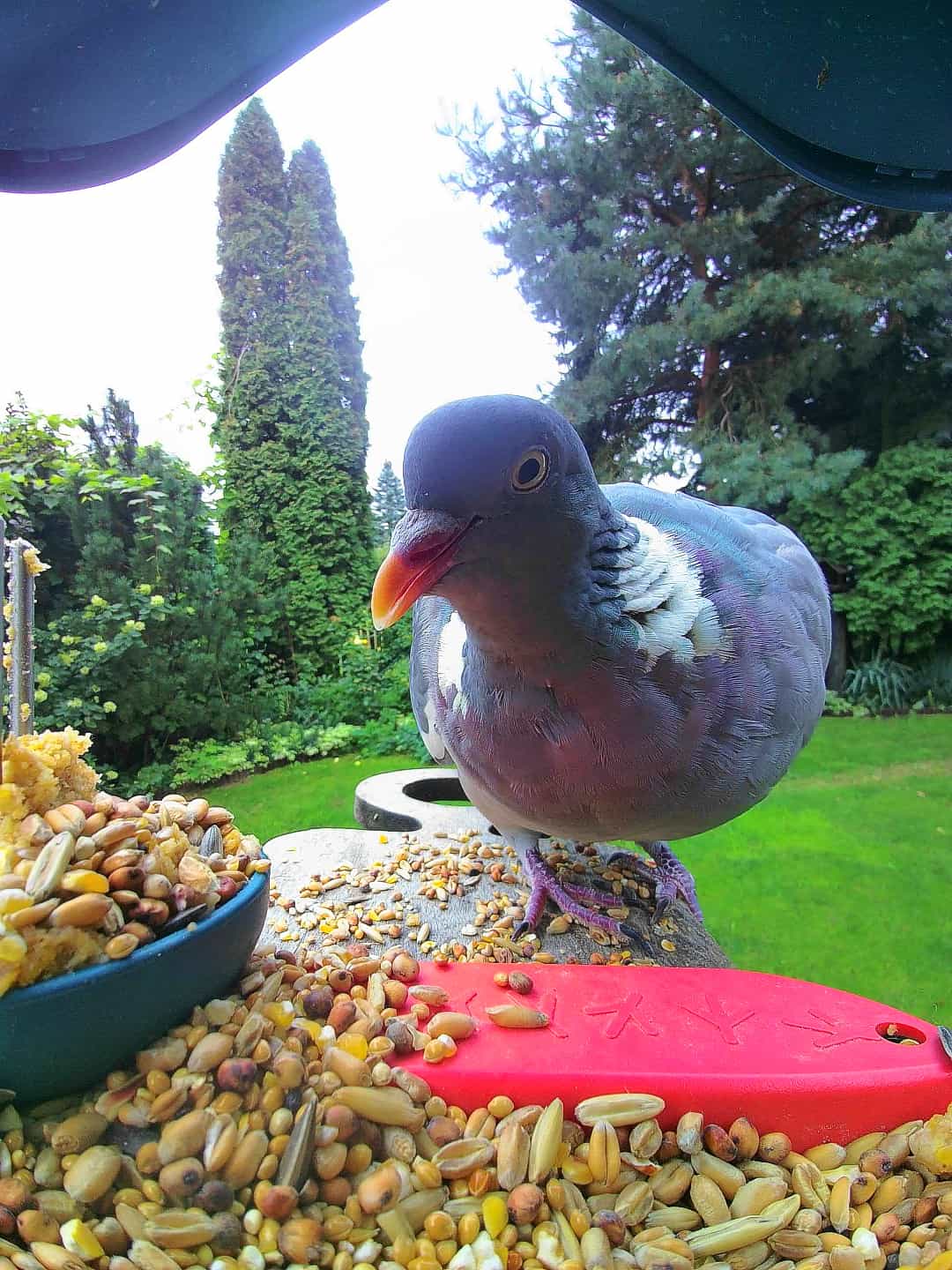 Common Wood Pigeon