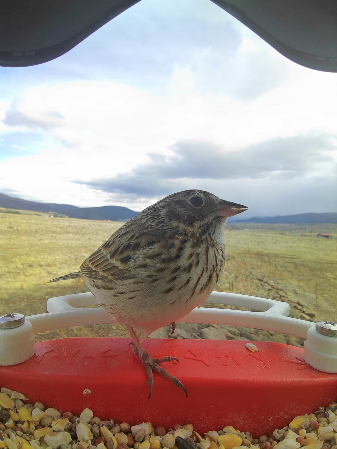 Vesper Sparrow