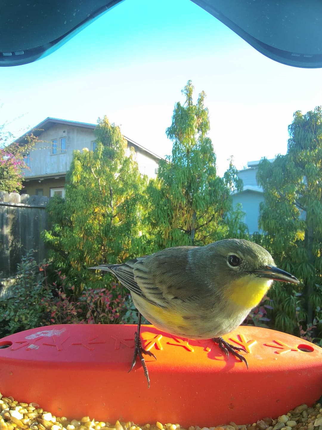 Orange-Crowned Warbler