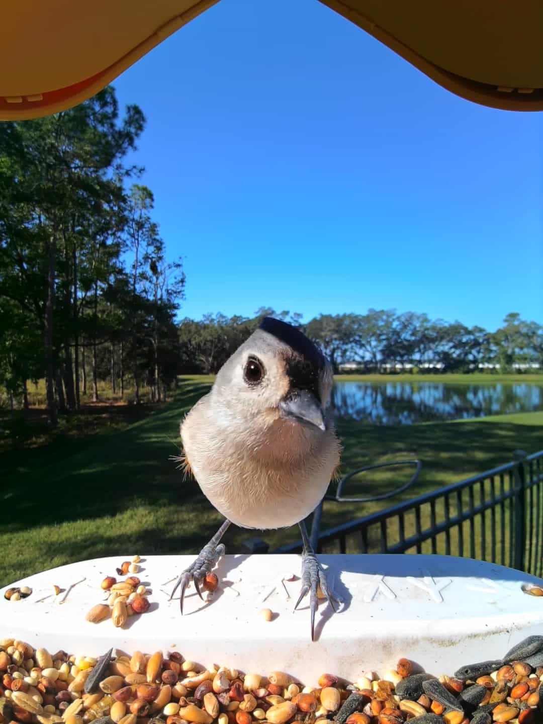 Tufted Titmouse