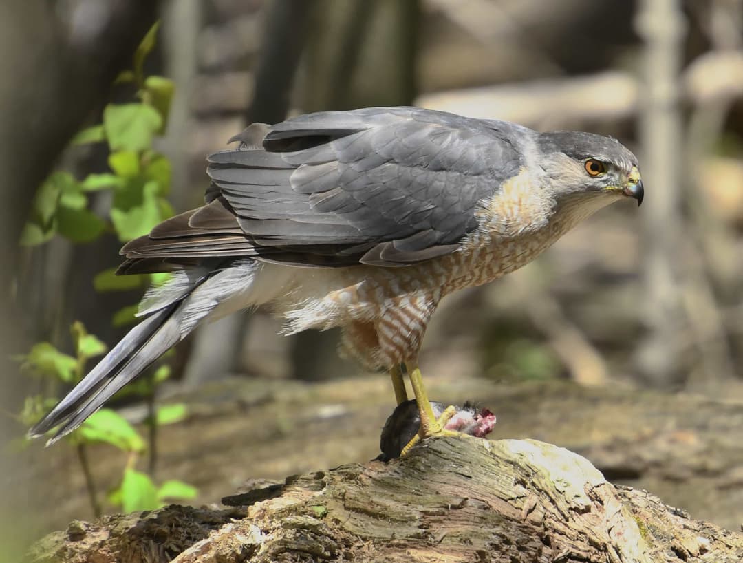 Cooper’s Hawk