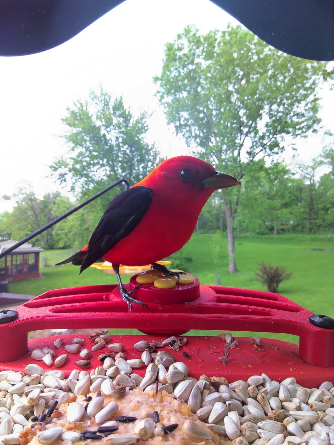 Scarlet Tanager