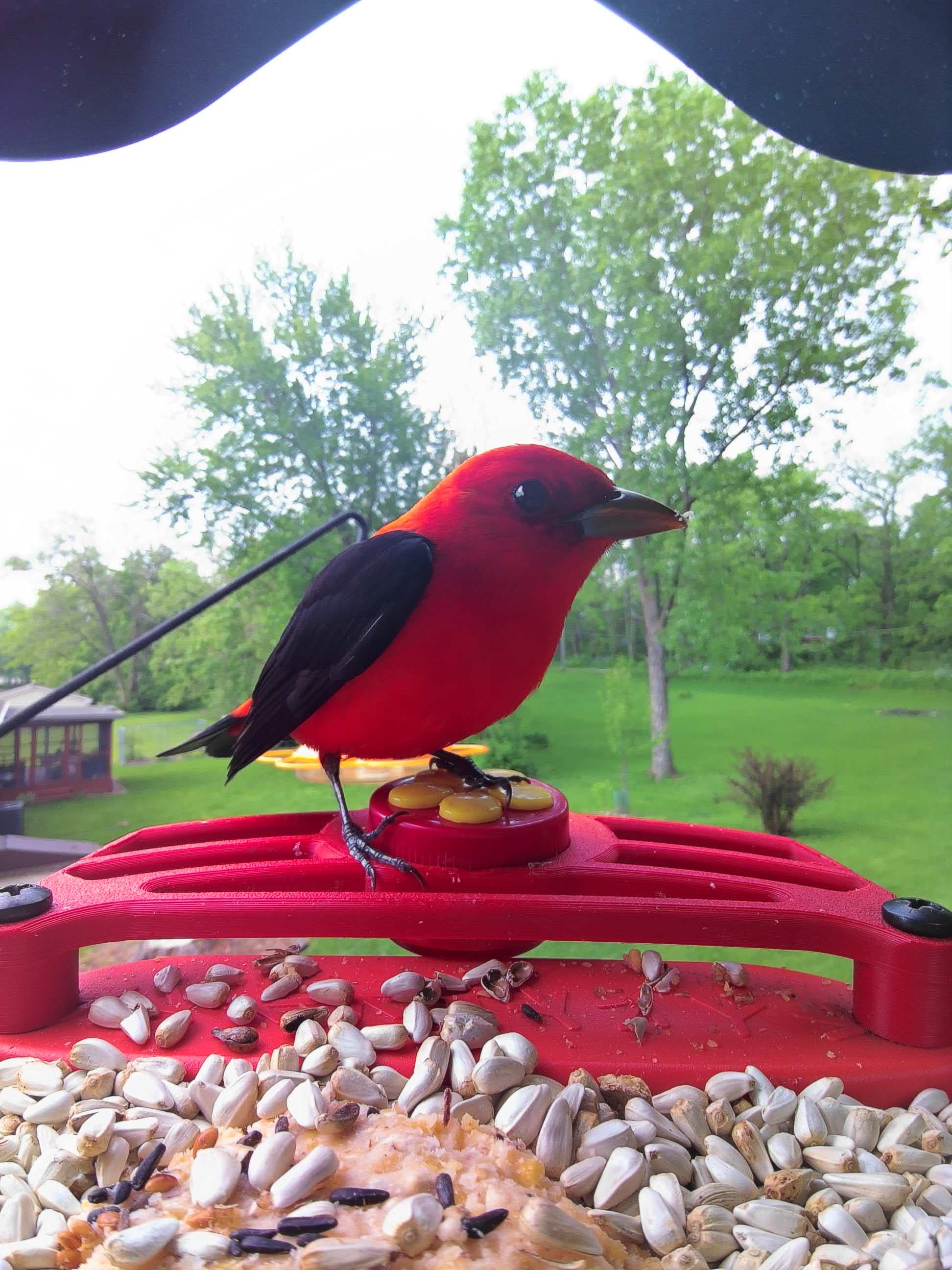 Naperville on a feeder