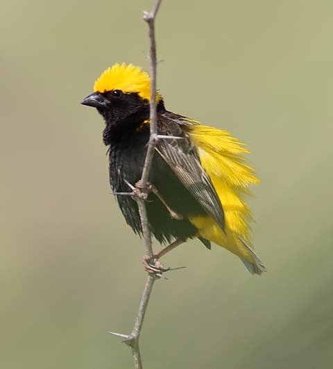 Yellow-Crowned Bishop