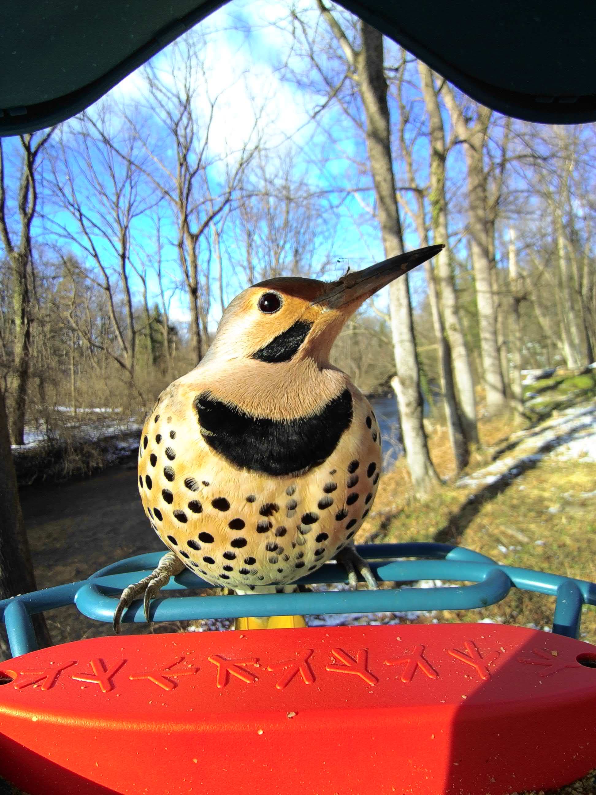 Fontana on a feeder
