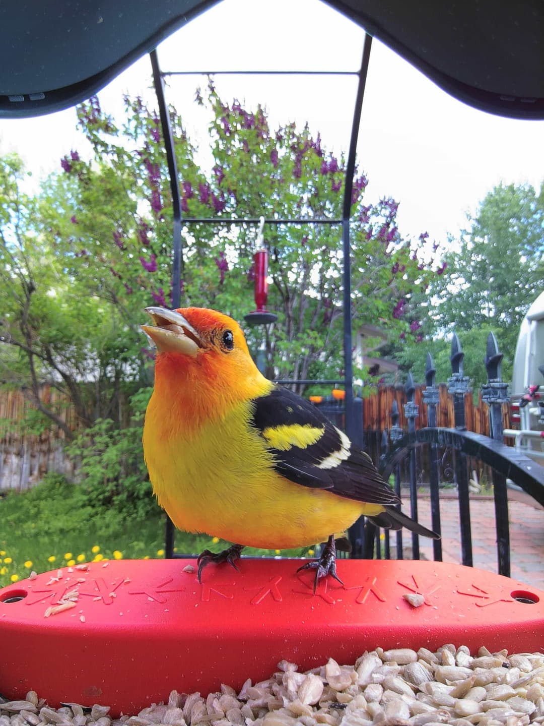 Western Tanager