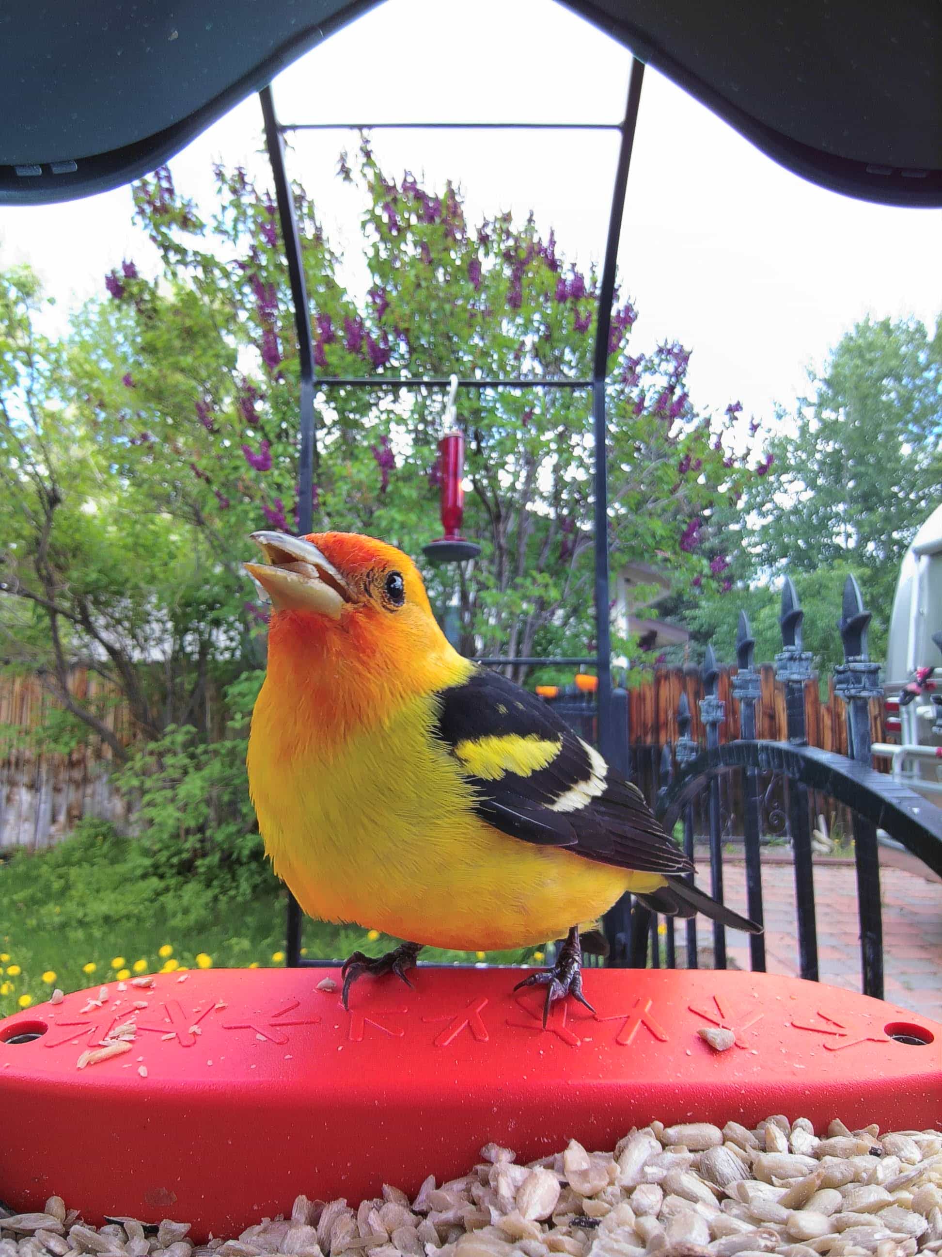 Greensboro on a feeder