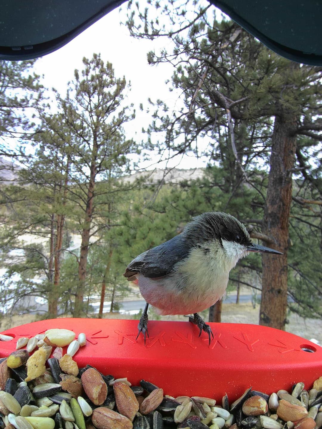 Pygmy Nuthatch