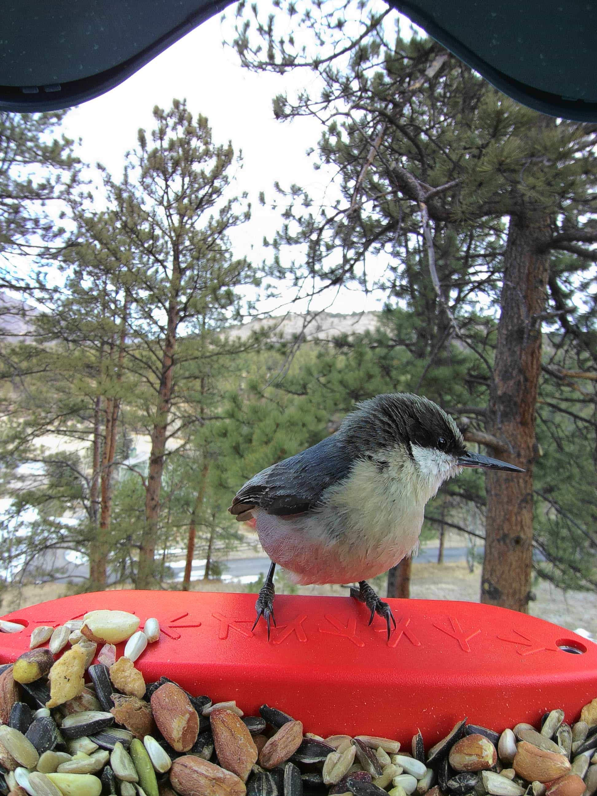 Billings on a feeder